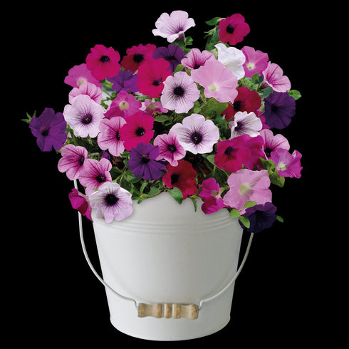 Petunia Cream Bucket Planter Gift Set