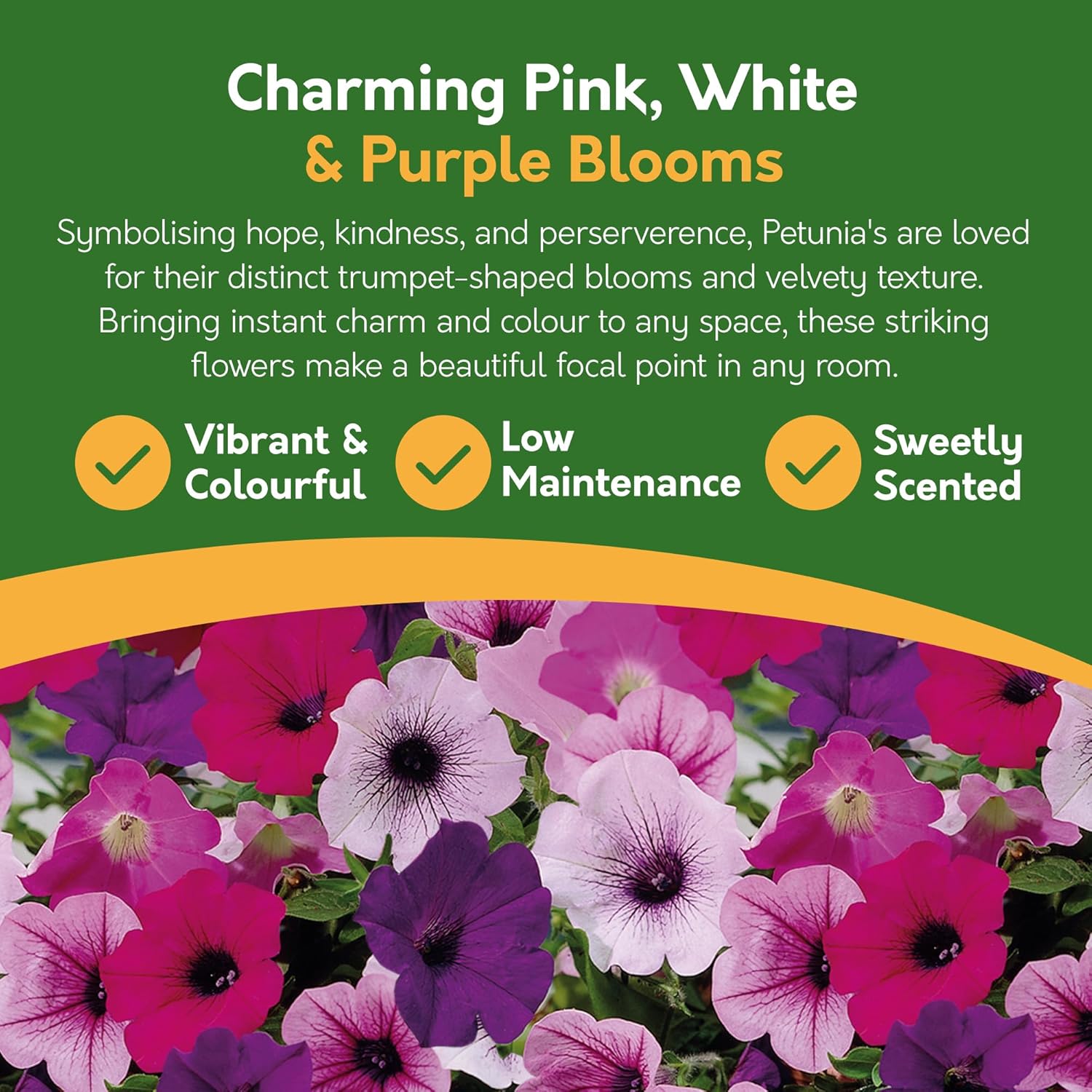 Advertisement for petunias with pink, white, and purple flowers on a green background.