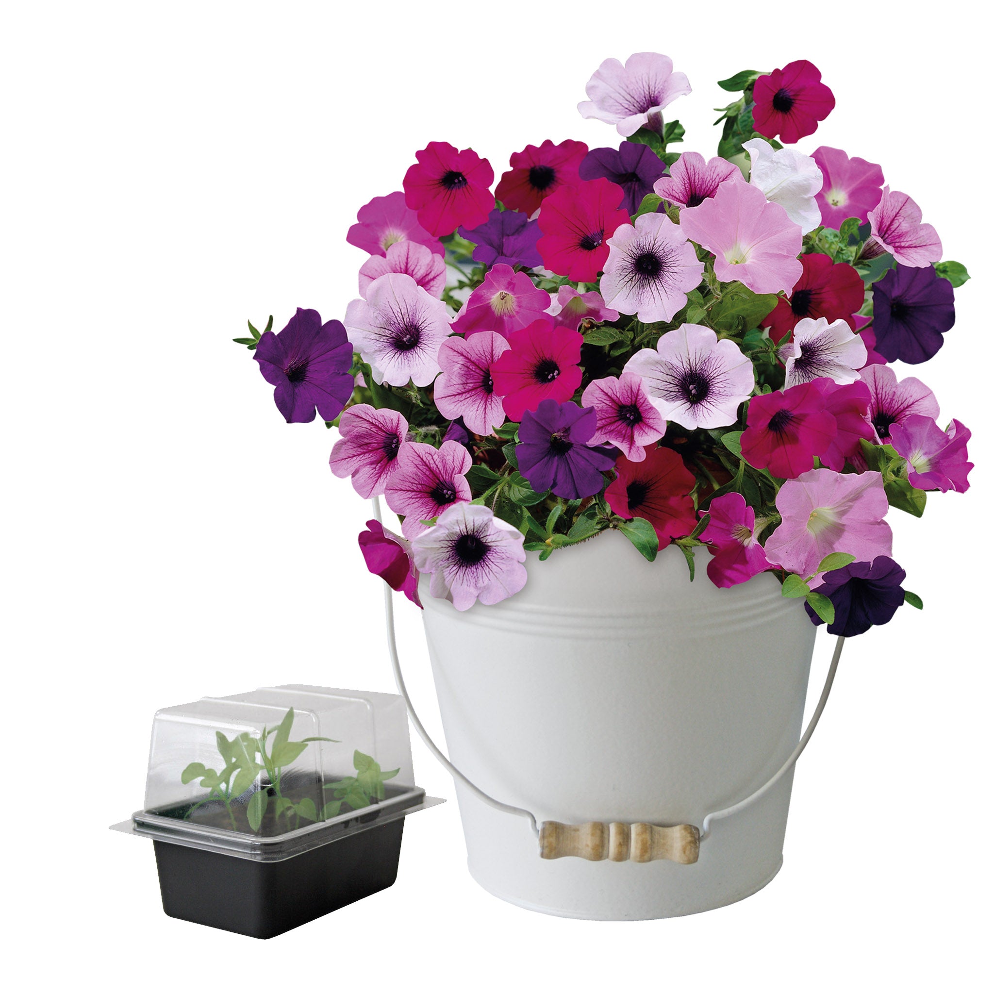 Petunia Grow Kit in Cream Bucket – Flower Gift Set