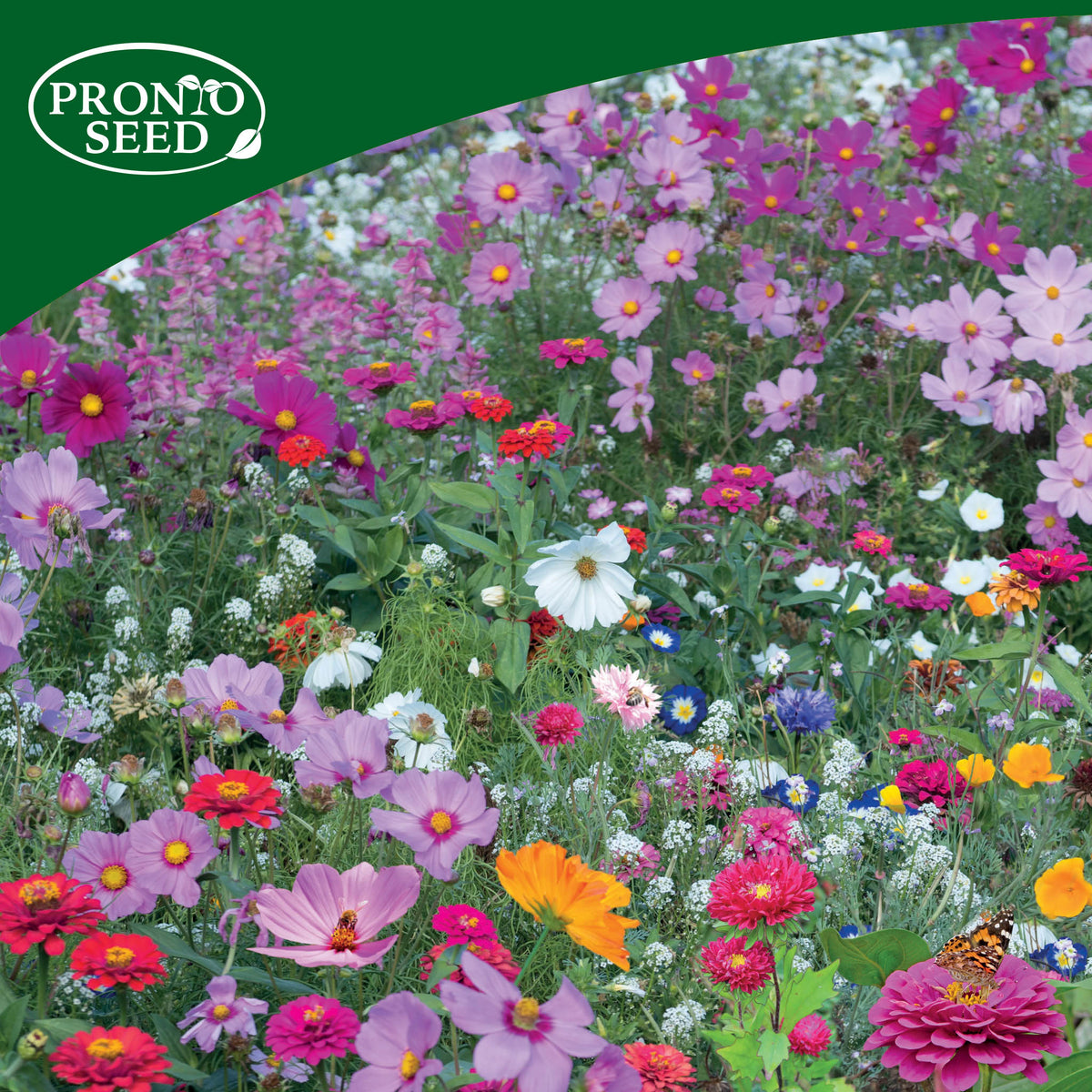 Trio Java Seed Wildflower Seeds - Seed Shaker Trio Bundle – Pronto Seed