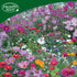 Wildflower Seeds - Seed Shaker Trio Bundle