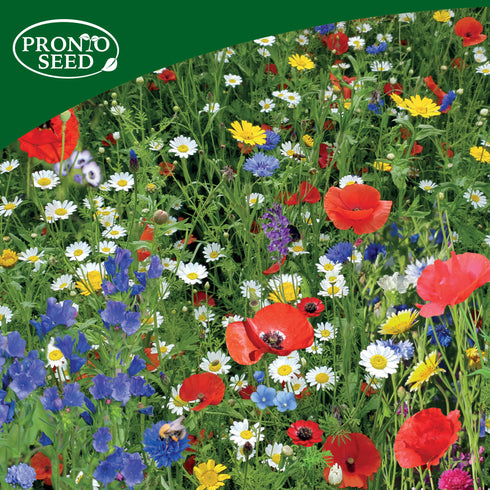 Wildflower Seeds - Seed Shaker Trio Bundle