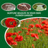 Poppy Flower Seeds - Papaver Rhoeas, Field Poppy - 10g