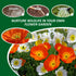 Poppy Flower Seeds - Papaver Nudicaule, Icelandic Poppy - 10g