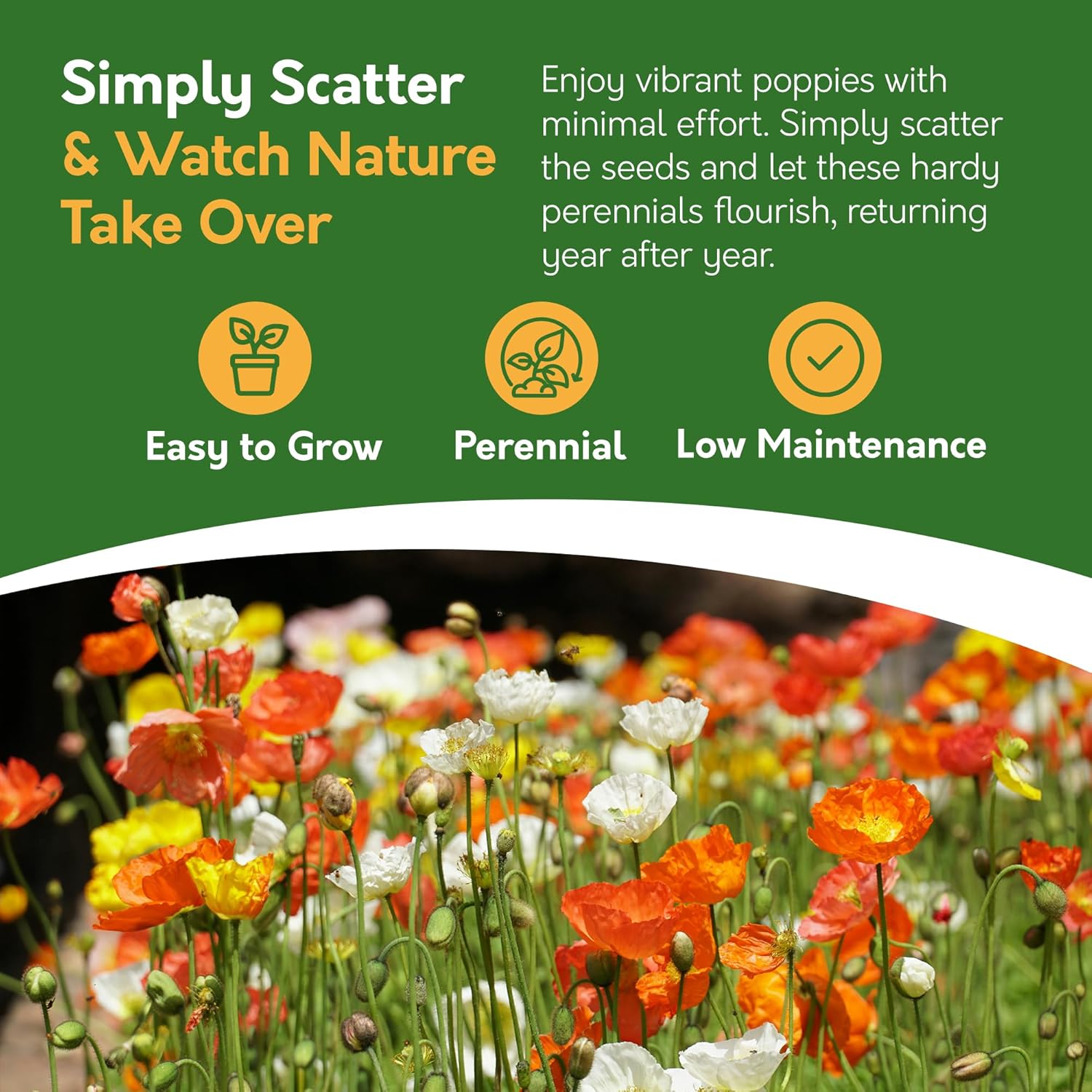 Iceland Poppy Seed Pack – 10g | Colourful Perennial Wildflower