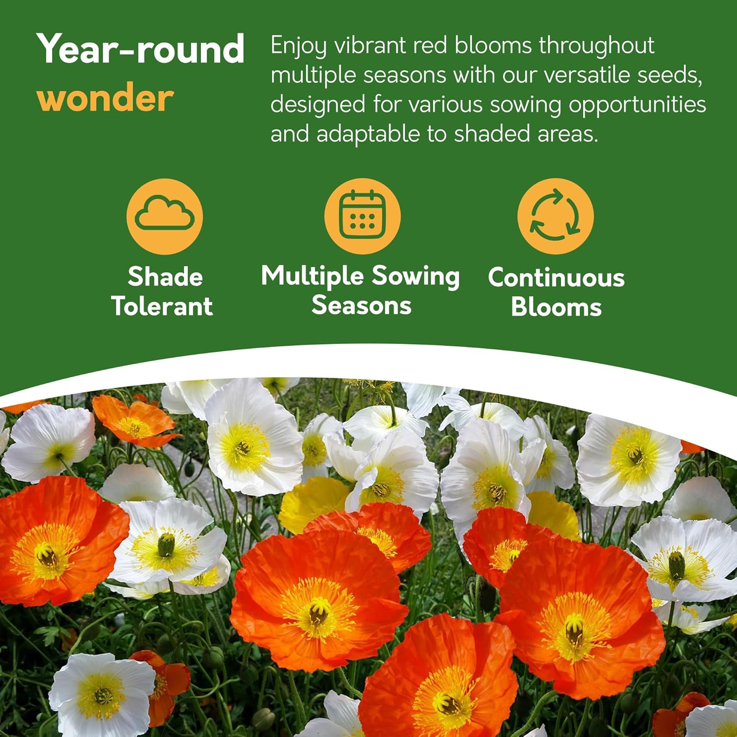 Iceland Poppy Seed Pack – 10g | Colourful Perennial Wildflower