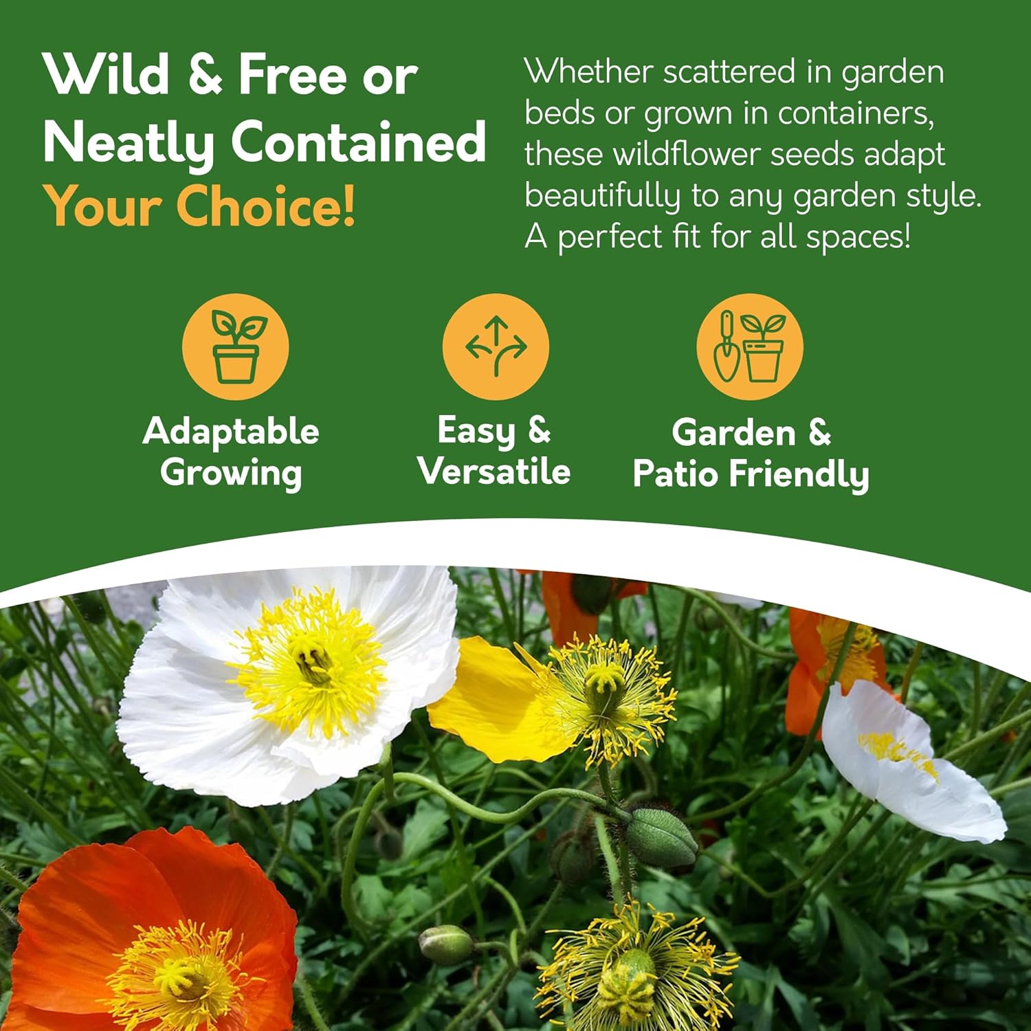 Iceland Poppy Seed Pack – 10g | Colourful Perennial Wildflower