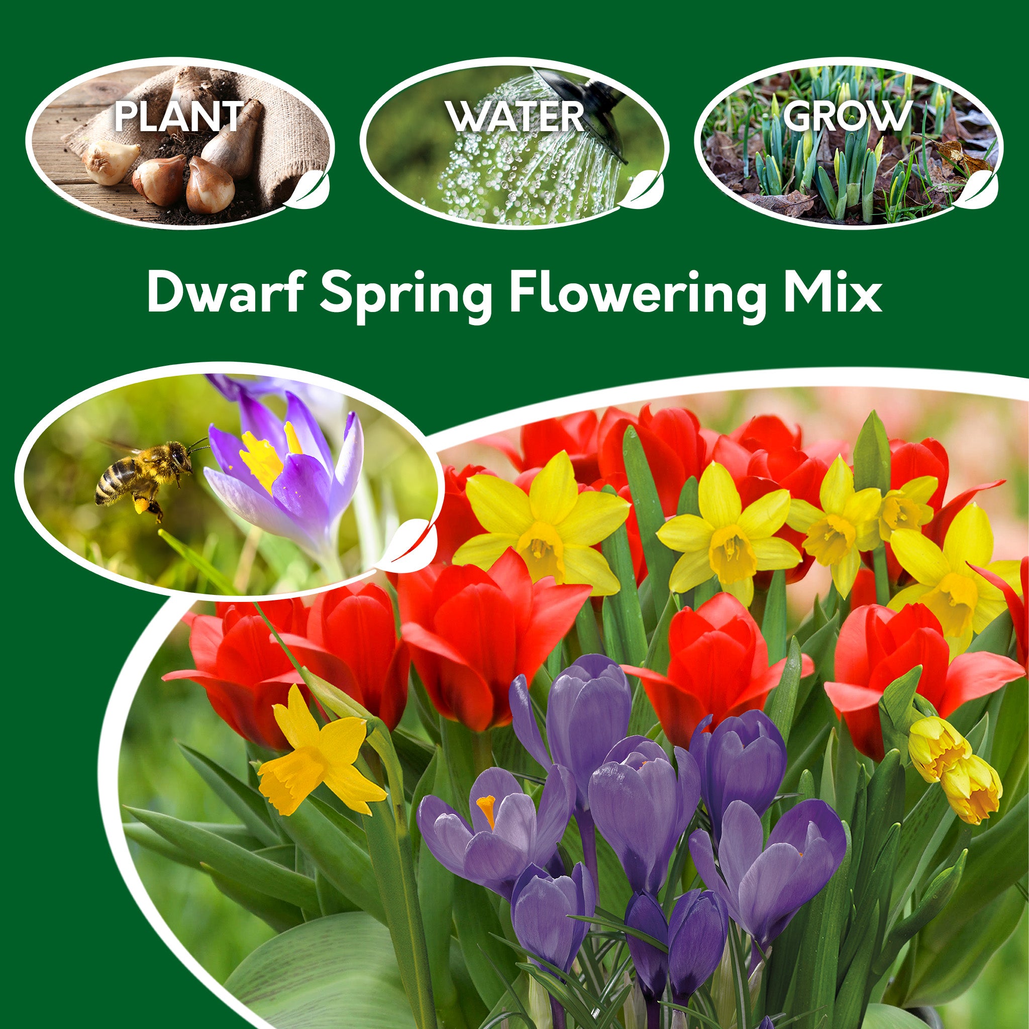 Spring Flower Bulb Mix – 50 Petite Daffodil, Tulip & Crocus Bulbs for Early Colour