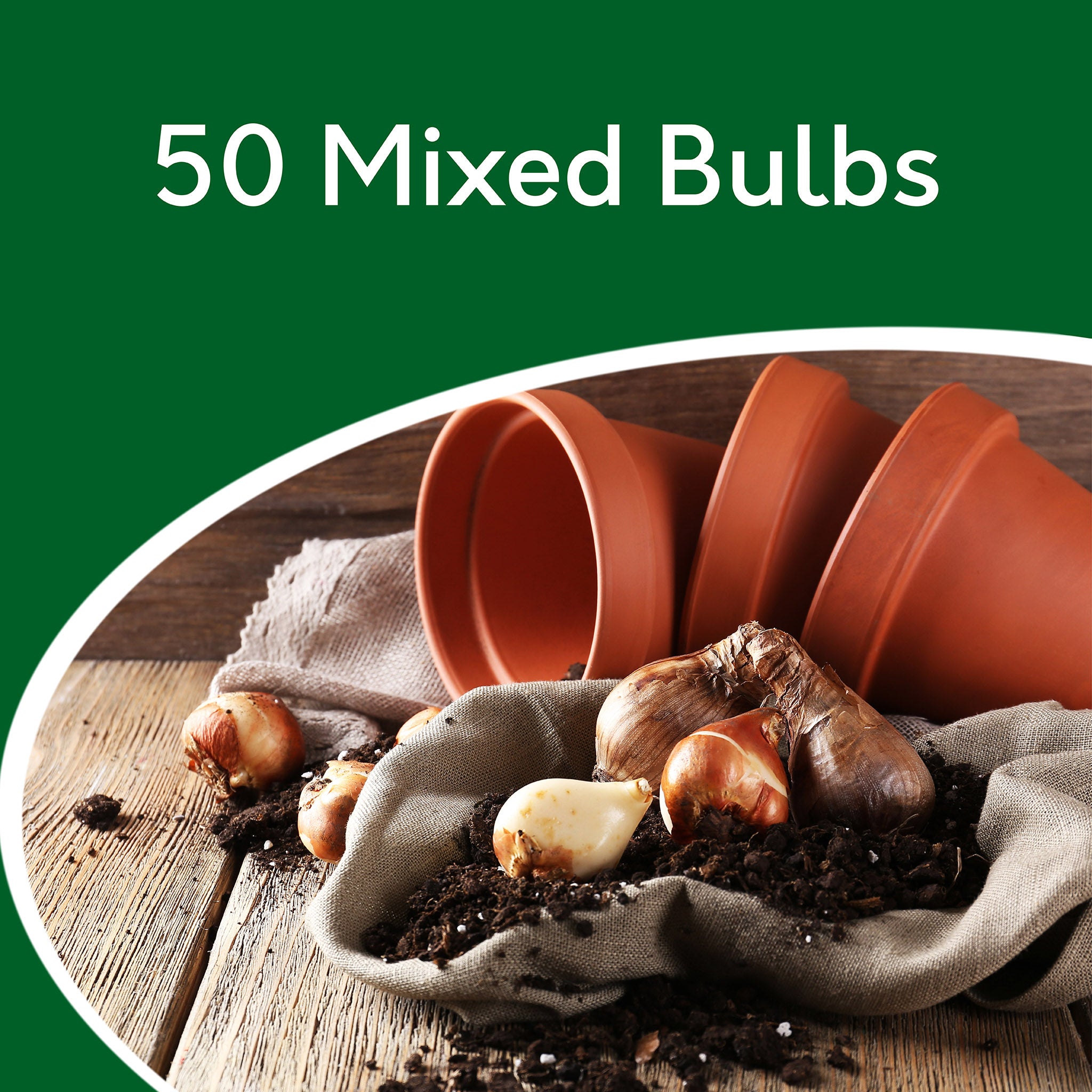 Spring Flower Bulb Mix – 50 Petite Daffodil, Tulip & Crocus Bulbs for Early Colour