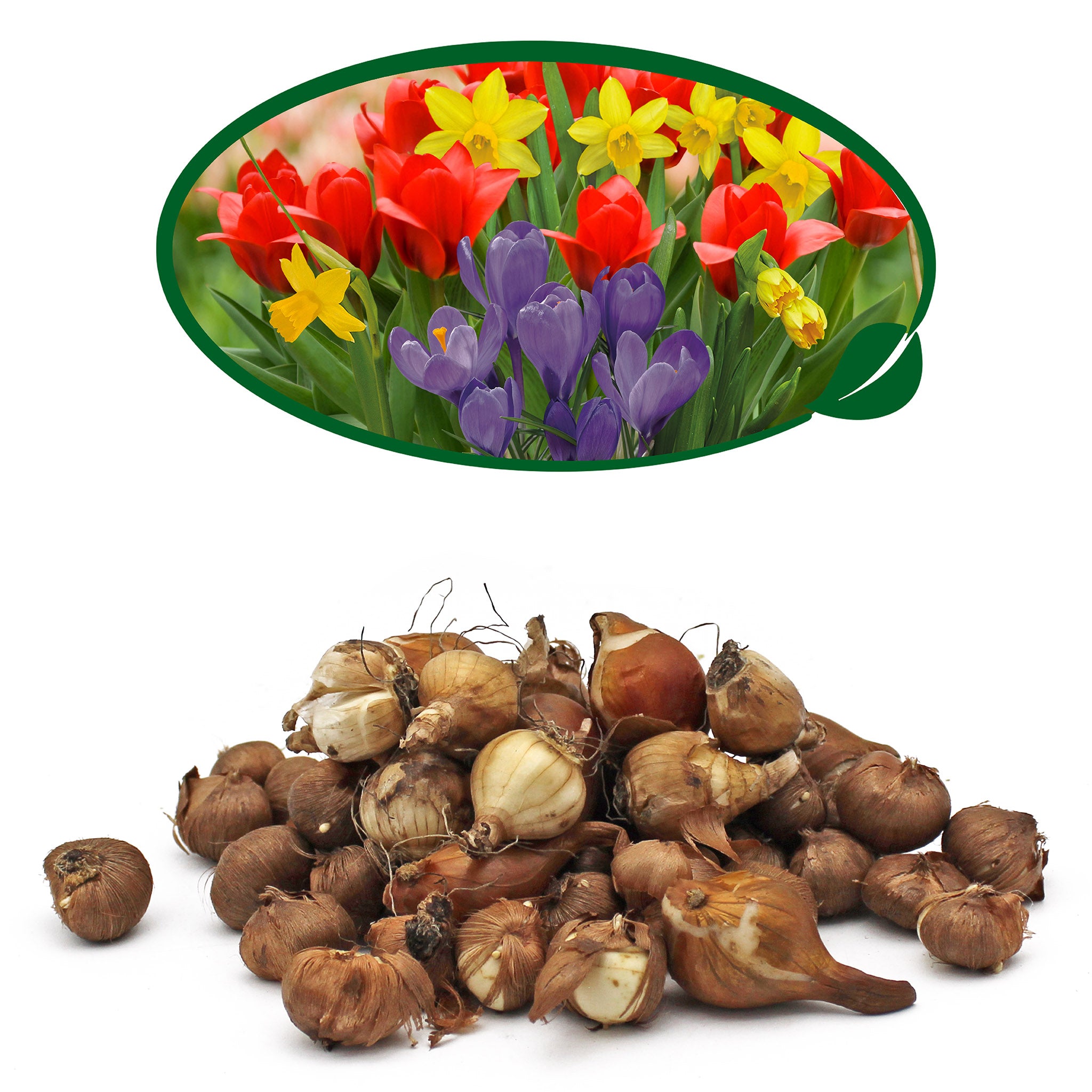 Spring Flower Bulb Mix – 50 Petite Daffodil, Tulip & Crocus Bulbs for Early Colour