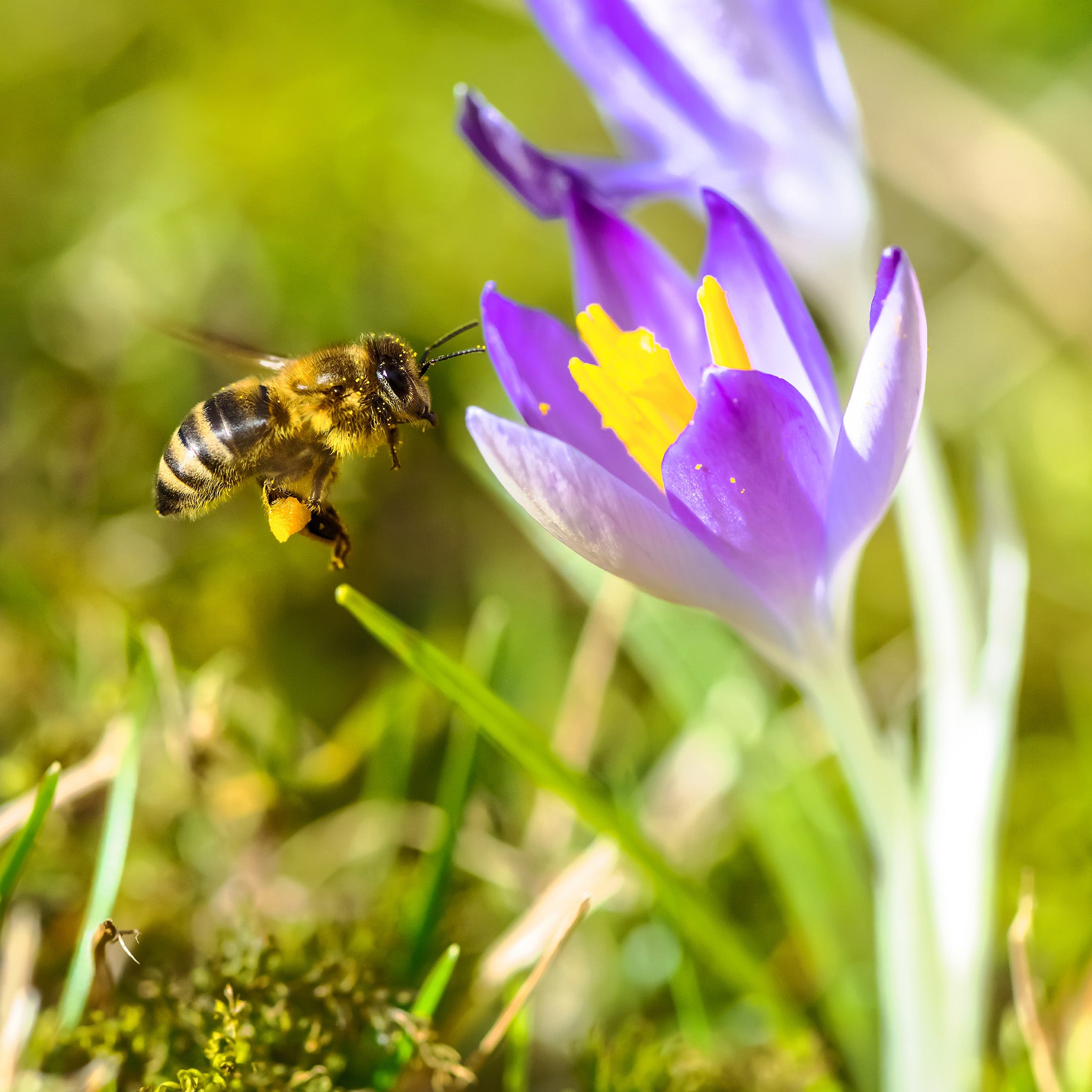 Spring Flower Bulb Mix – 50 Petite Daffodil, Tulip & Crocus Bulbs for Early Colour