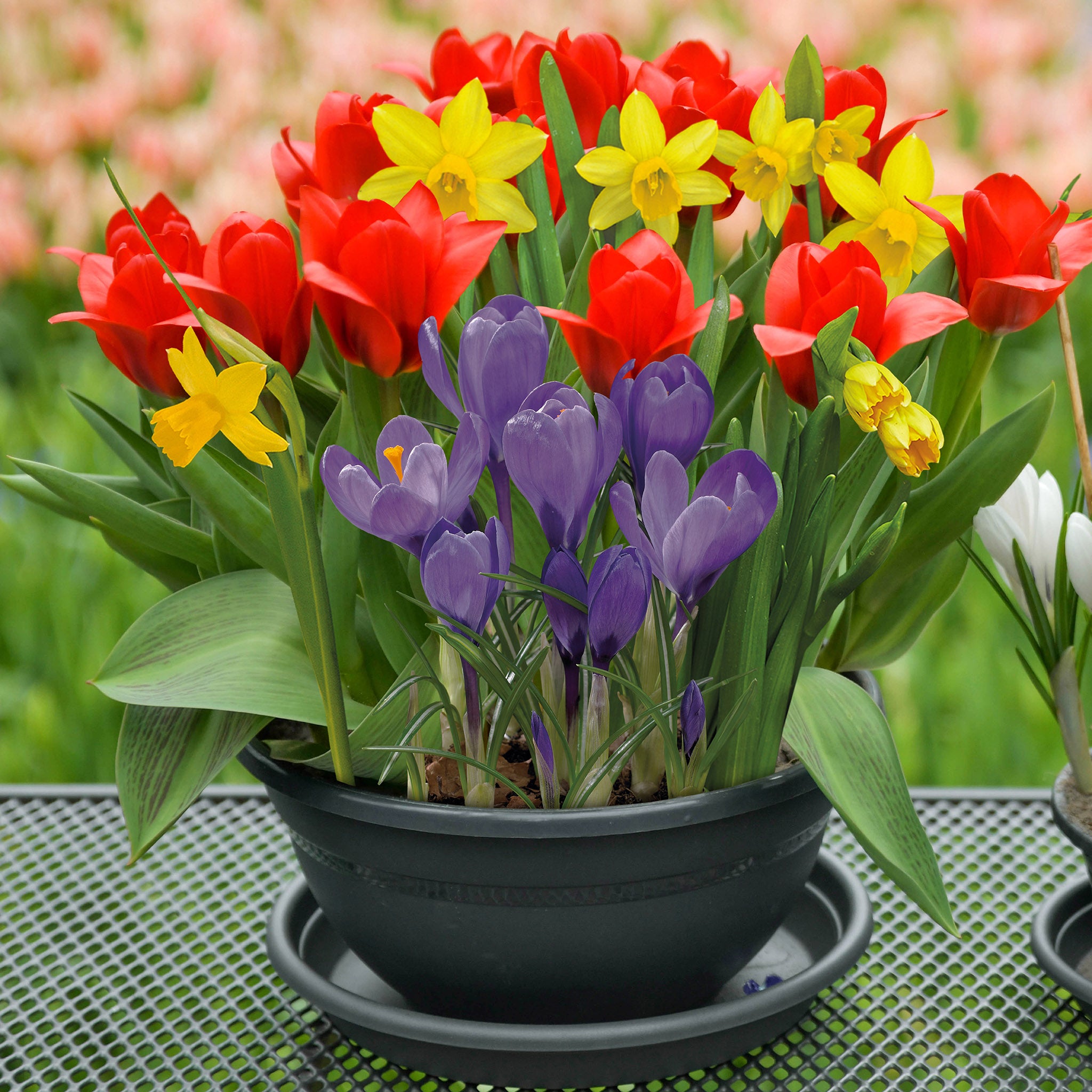 Spring Flower Bulb Mix – 50 Petite Daffodil, Tulip & Crocus Bulbs for Early Colour