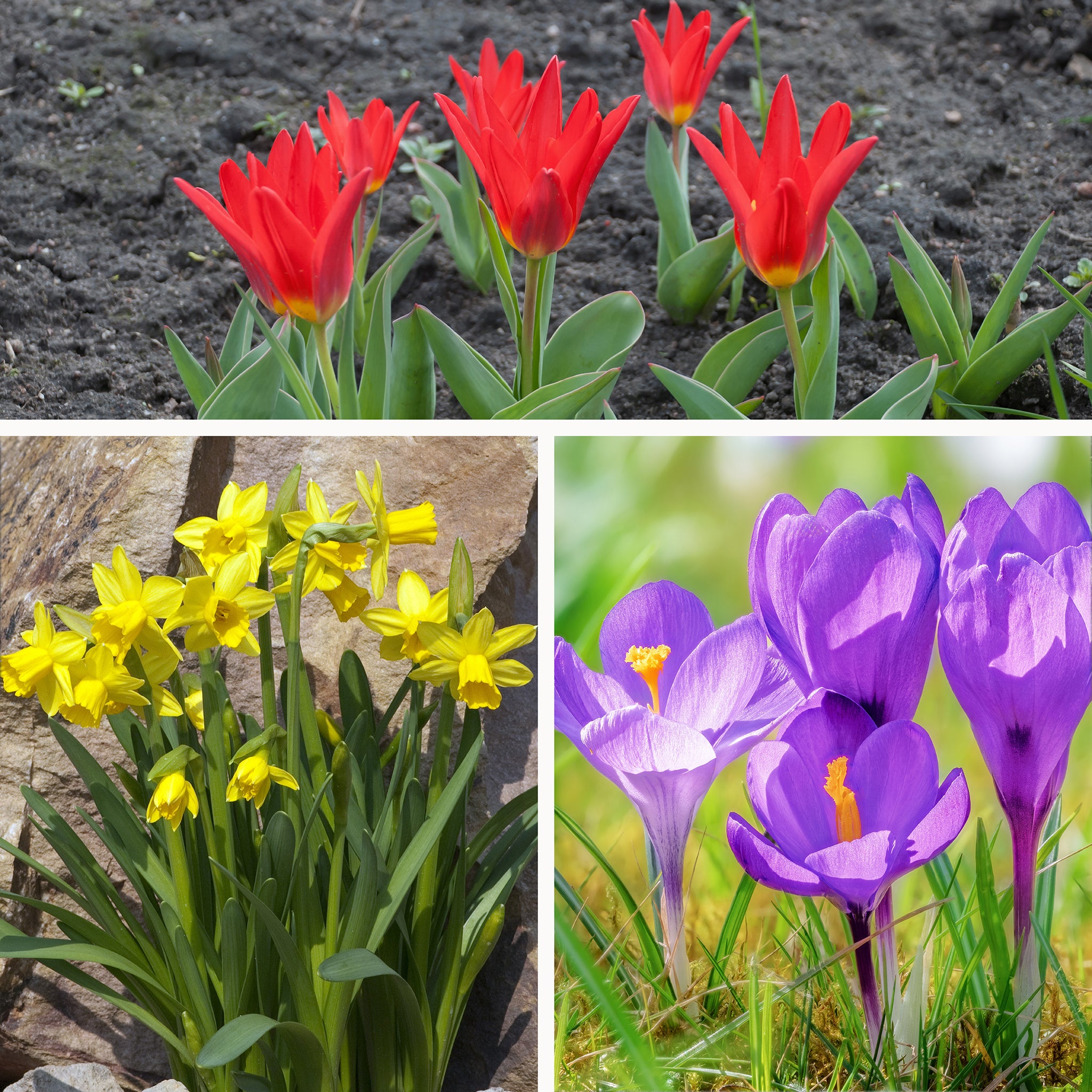 Spring Flower Bulb Mix – 50 Petite Daffodil, Tulip & Crocus Bulbs for Early Colour