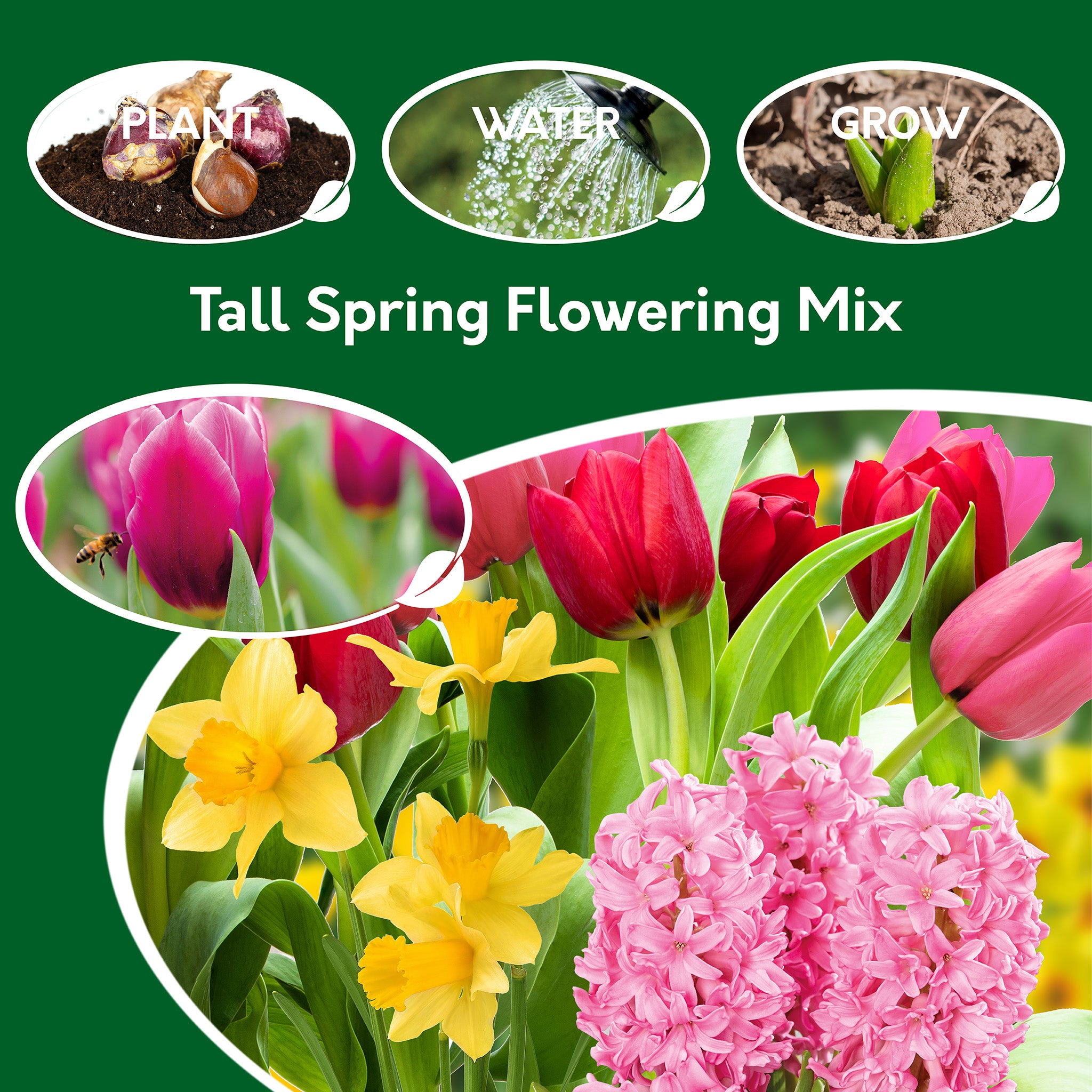 Spring Flowering Bulbs – 20 Tall Mix of Hyacinth, Daffodil & Tulip