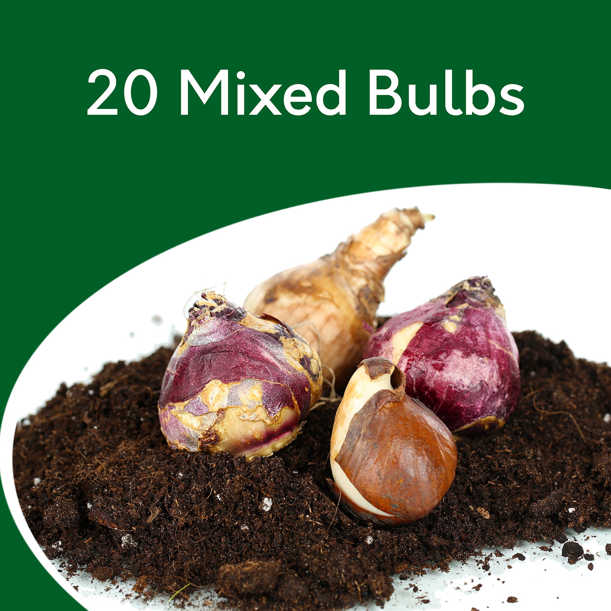Spring Flowering Bulbs – 20 Tall Mix of Hyacinth, Daffodil & Tulip
