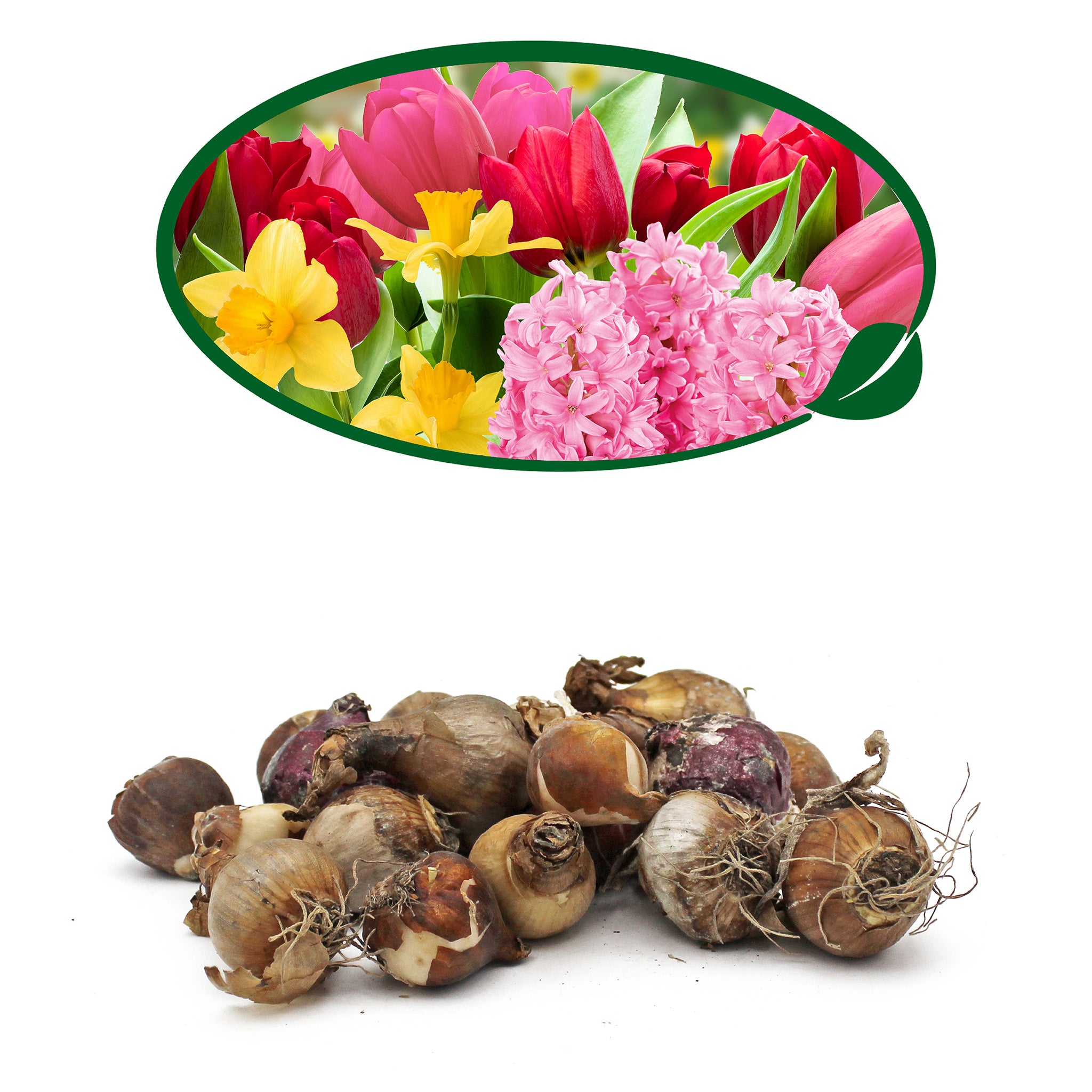 Spring Flowering Bulbs – 20 Tall Mix of Hyacinth, Daffodil & Tulip