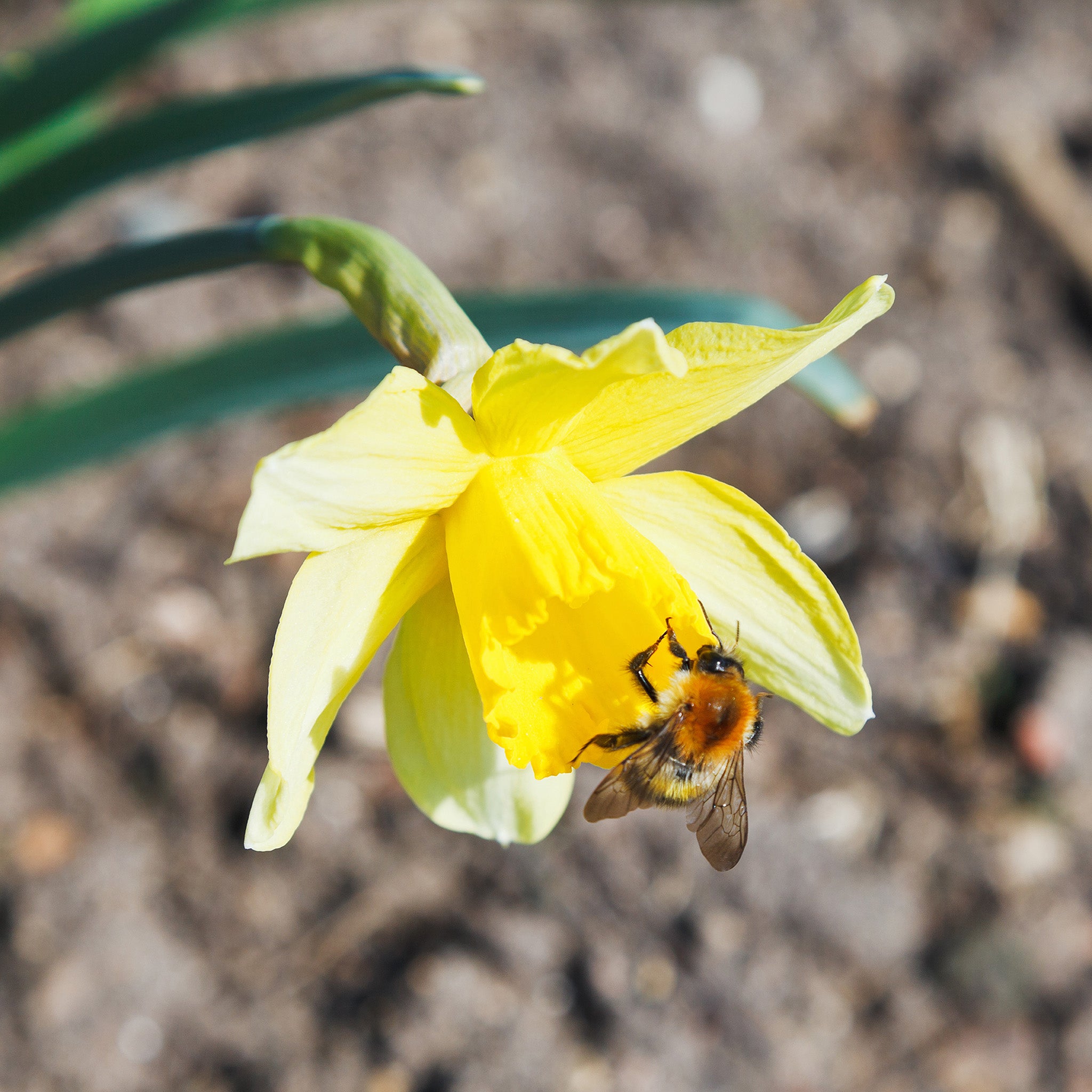 Spring Flowering Bulbs – 20 Tall Mix of Hyacinth, Daffodil & Tulip