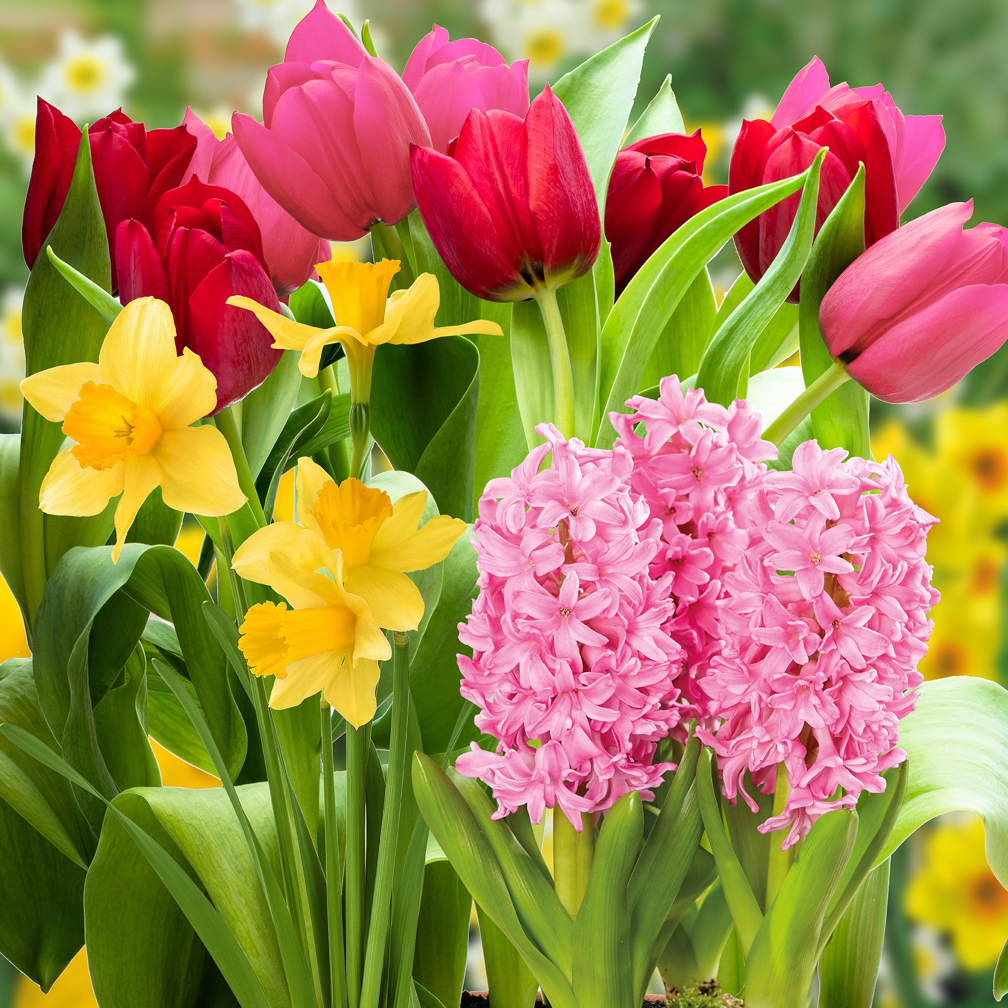 Spring Flowering Bulbs – 20 Tall Mix of Hyacinth, Daffodil & Tulip