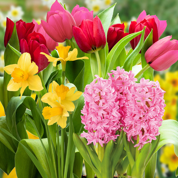 Spring Flowering Bulbs – 20 Tall Mix of Hyacinth, Daffodil & Tulip