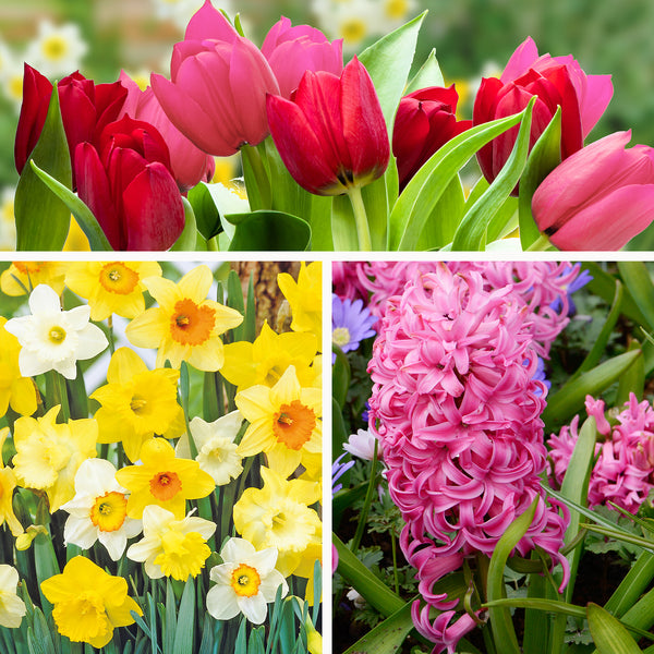 Spring Flowering Bulbs – 20 Tall Mix of Hyacinth, Daffodil & Tulip