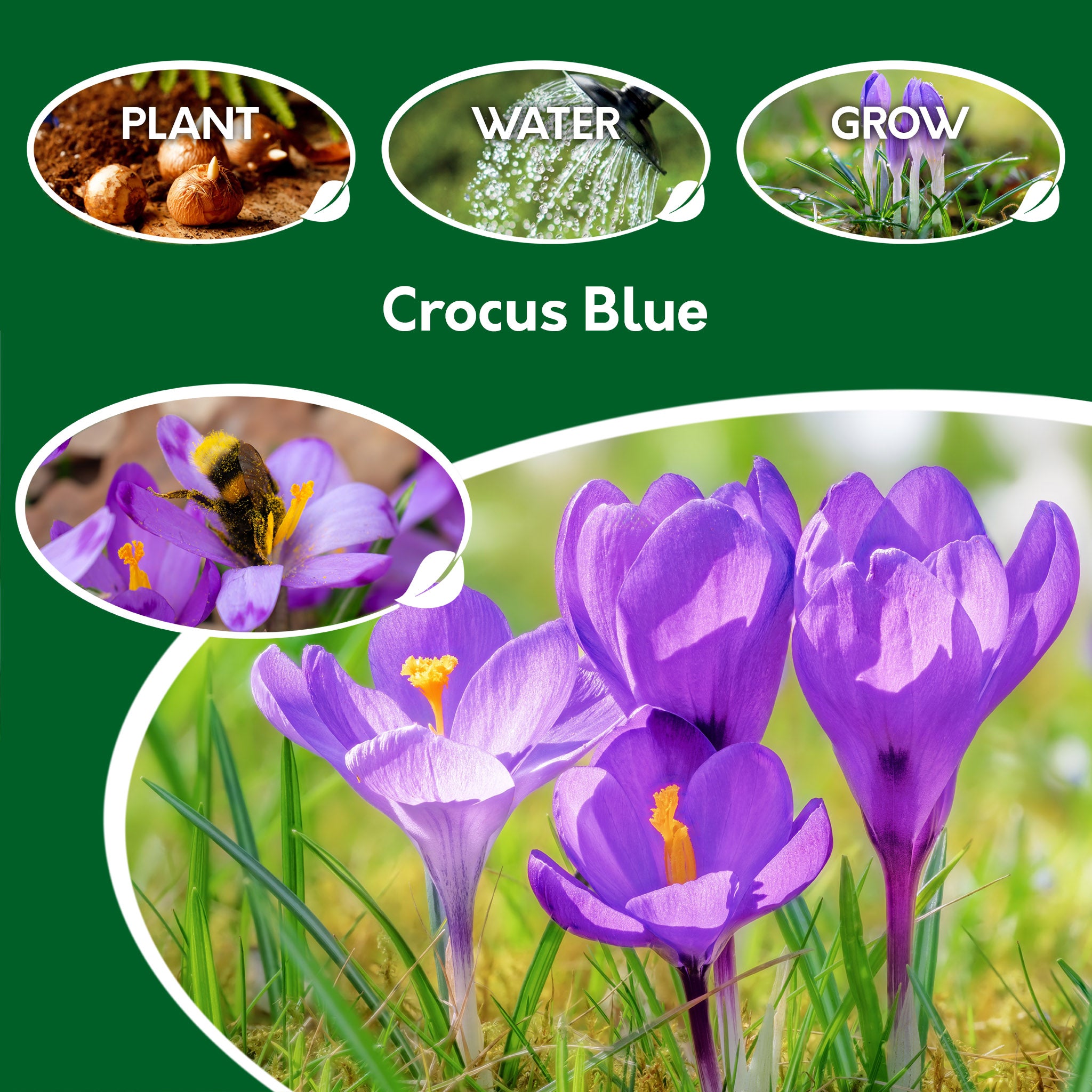 Crocus Blue Bulbs – 100 Early Spring Flowering Bulbs