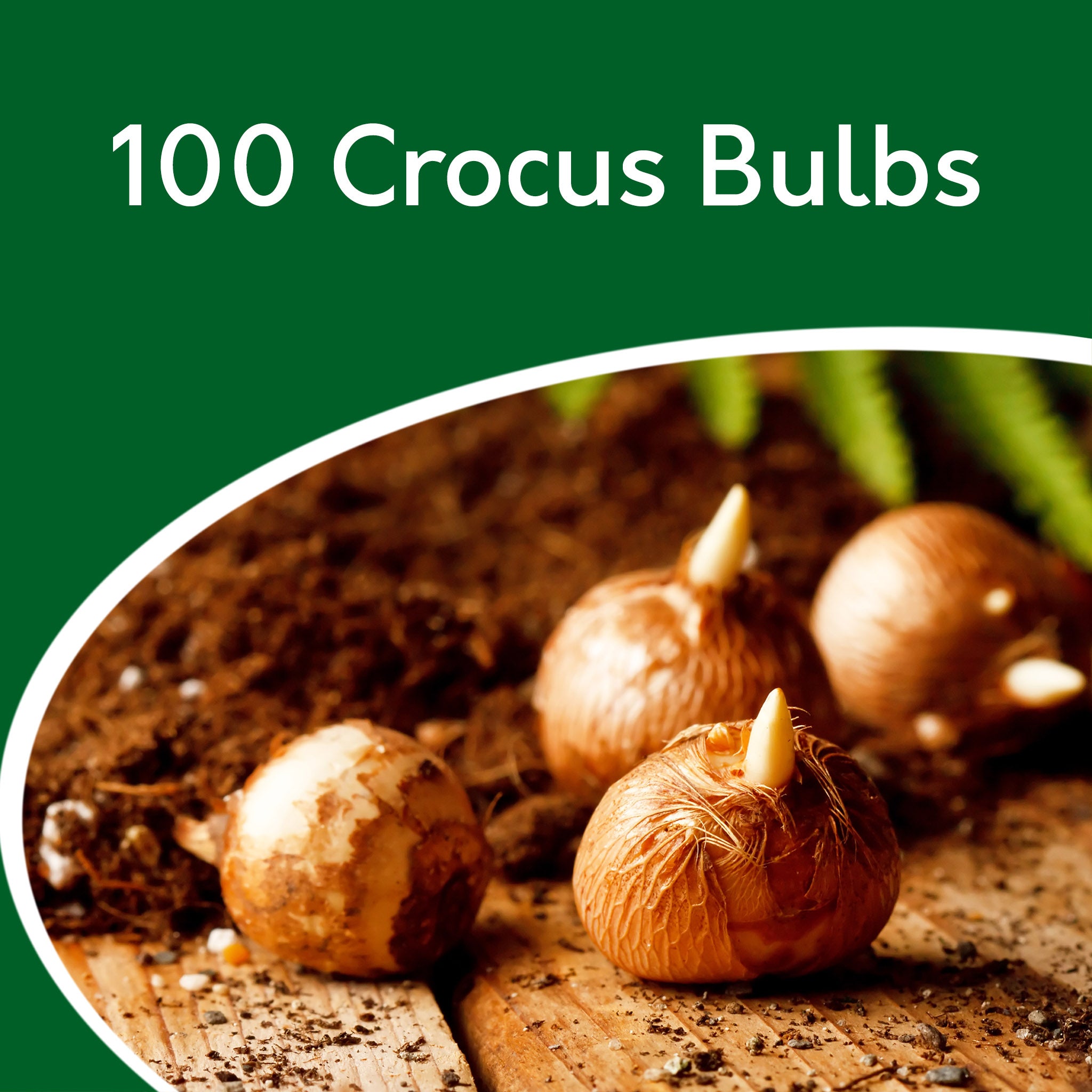Crocus Blue Bulbs – 100 Early Spring Flowering Bulbs