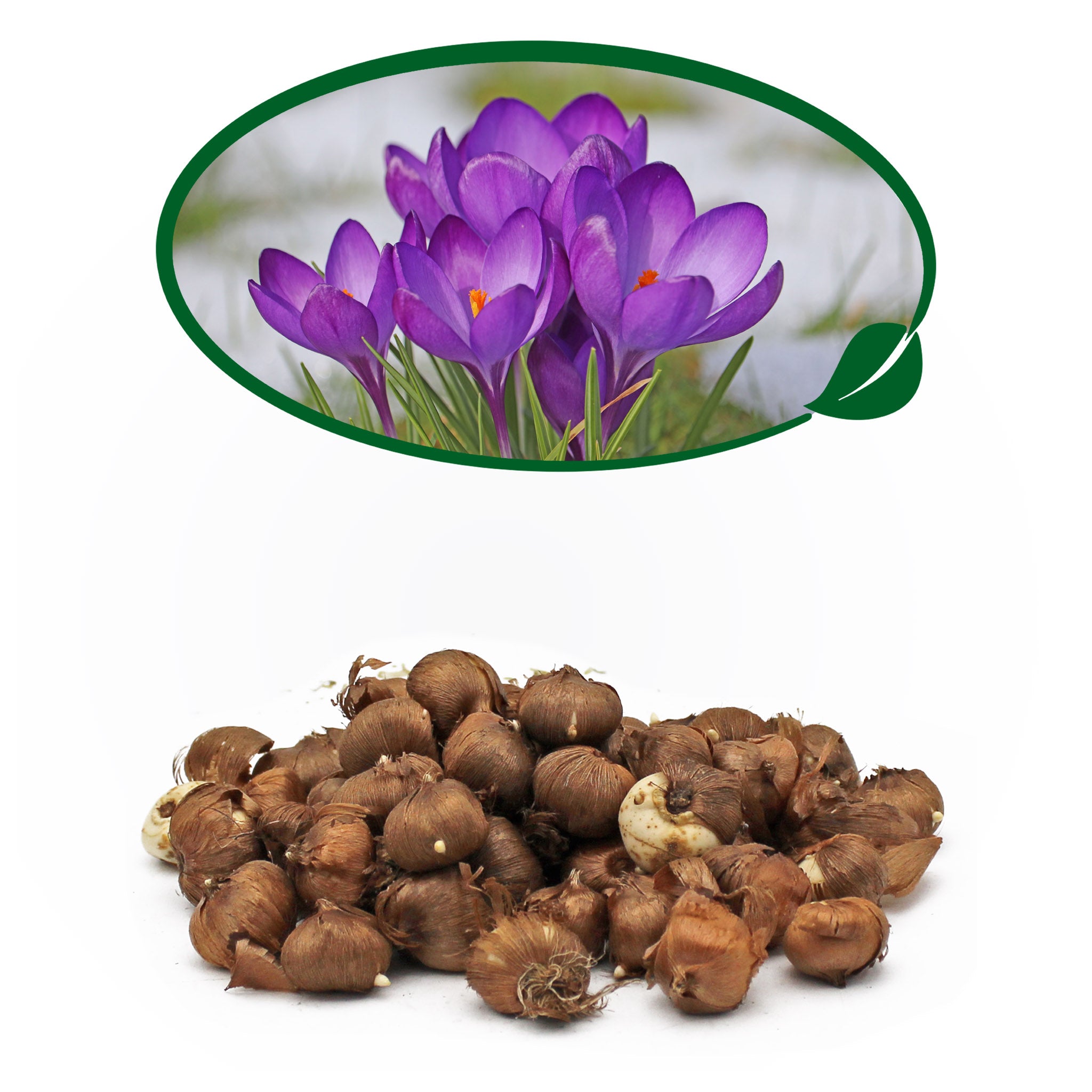 Crocus Blue Bulbs – 100 Early Spring Flowering Bulbs