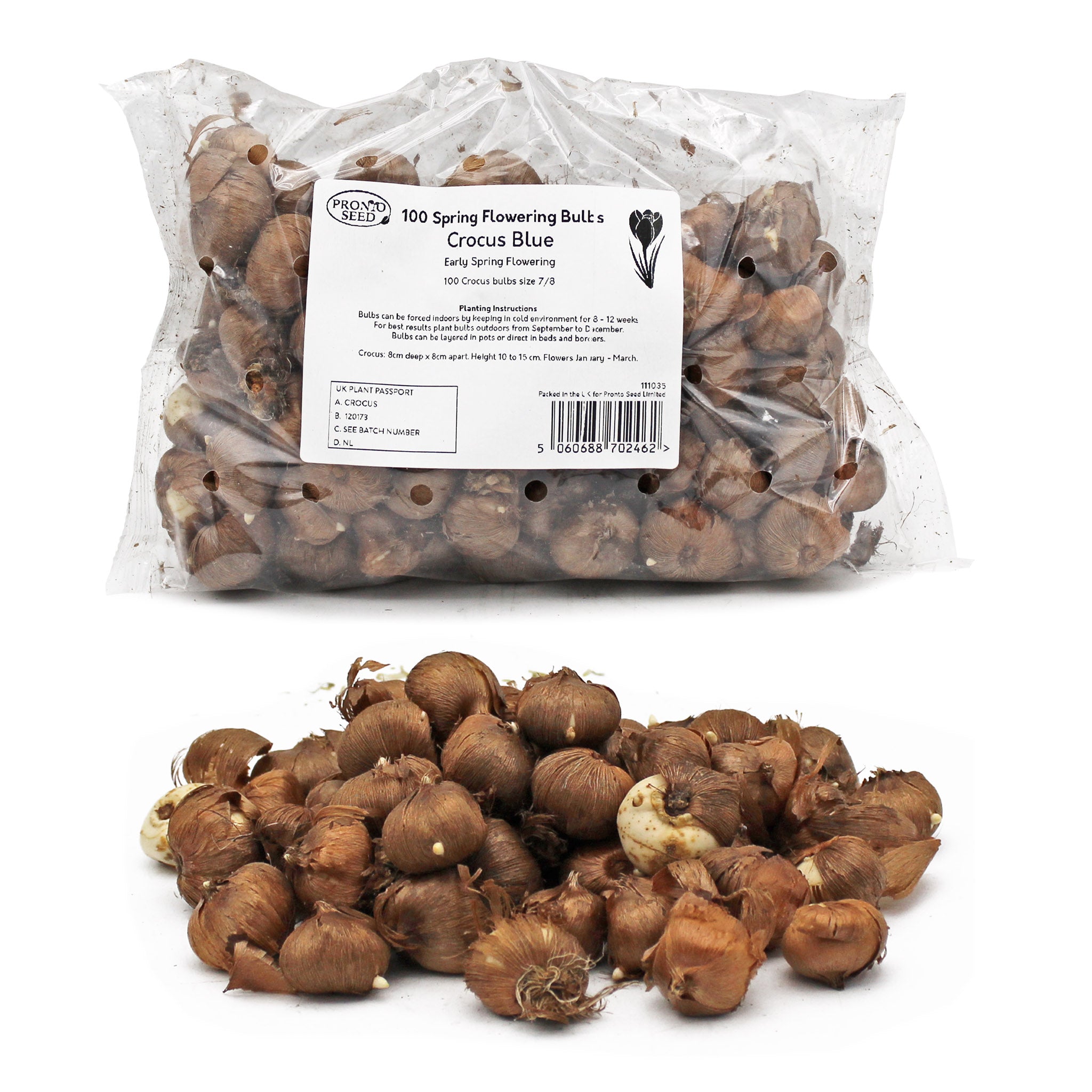 Crocus Blue Bulbs – 100 Early Spring Flowering Bulbs