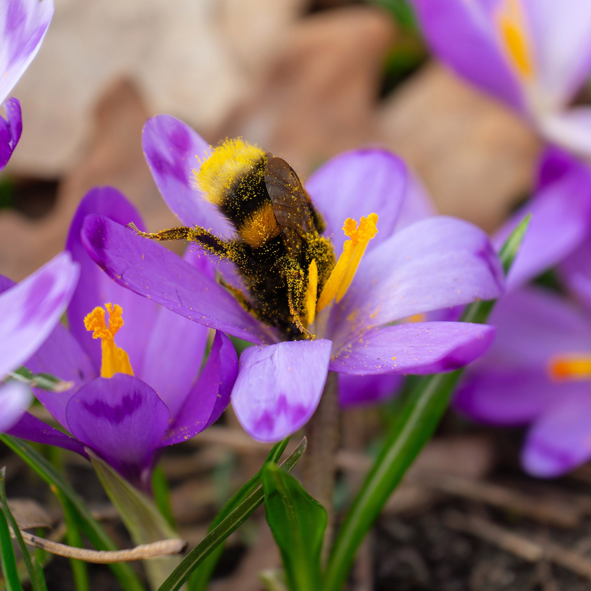 Crocus Blue Bulbs – 100 Early Spring Flowering Bulbs