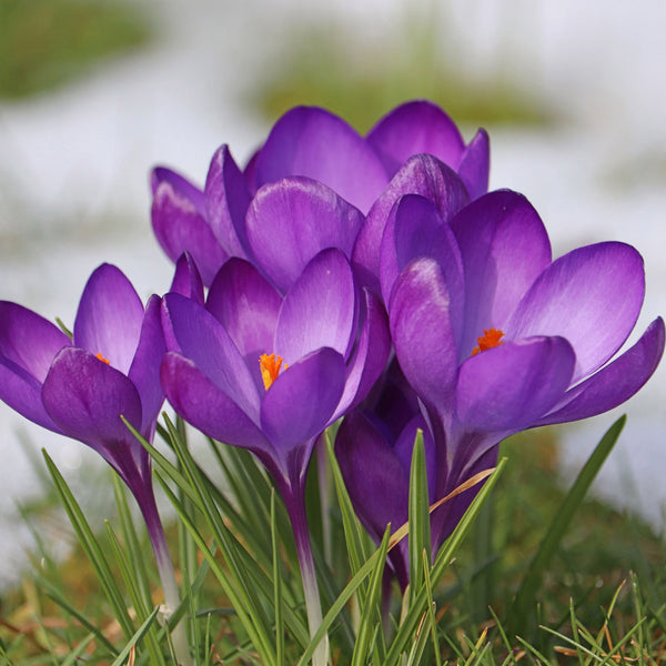 Crocus Blue Bulbs – 100 Early Spring Flowering Bulbs