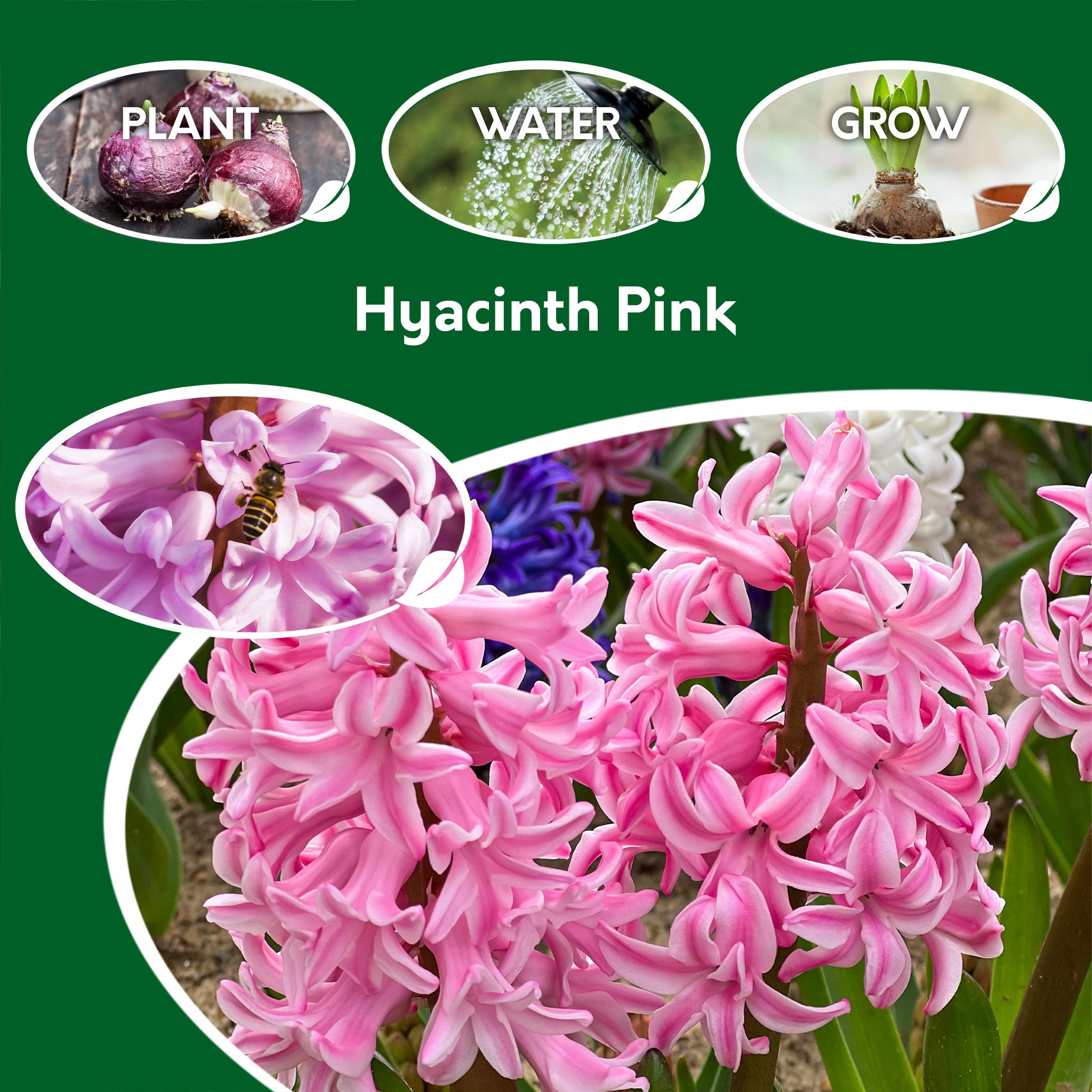Hyacinth Pink Bulbs – 5 Scented Spring Flowering Bulbs