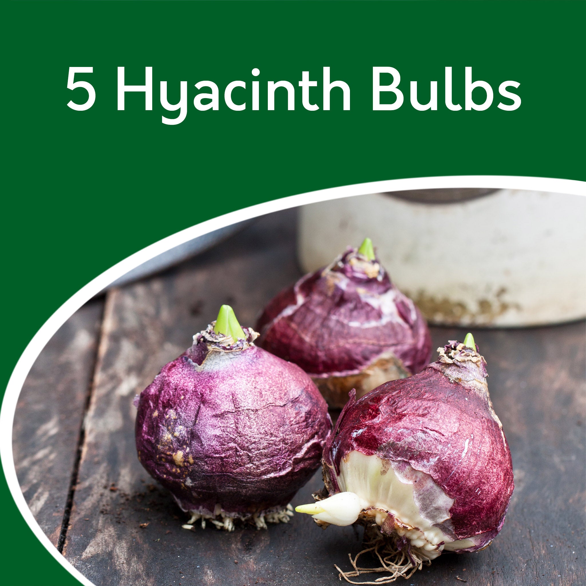 Hyacinth Pink Bulbs – 5 Scented Spring Flowering Bulbs