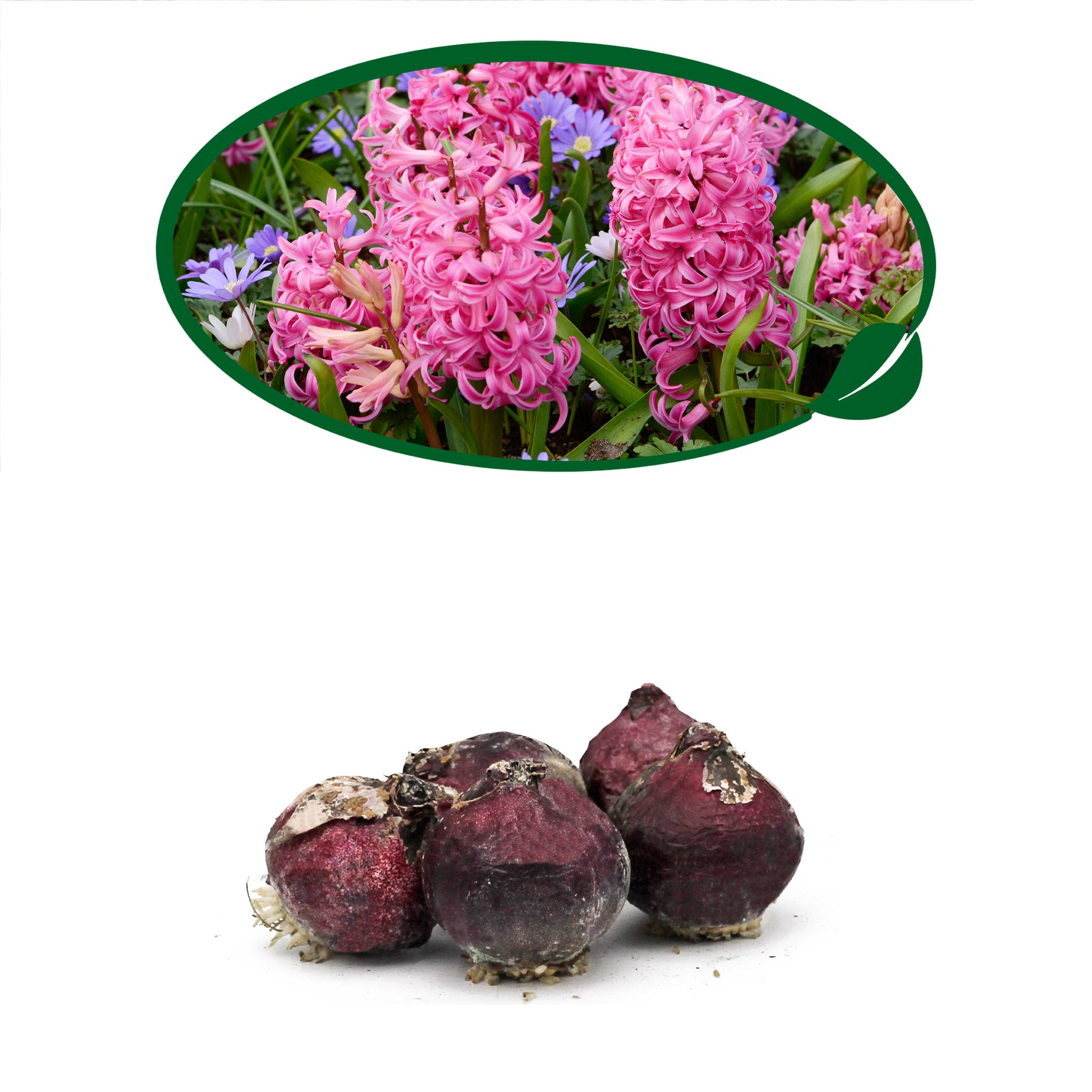 Hyacinth Pink Bulbs – 5 Scented Spring Flowering Bulbs