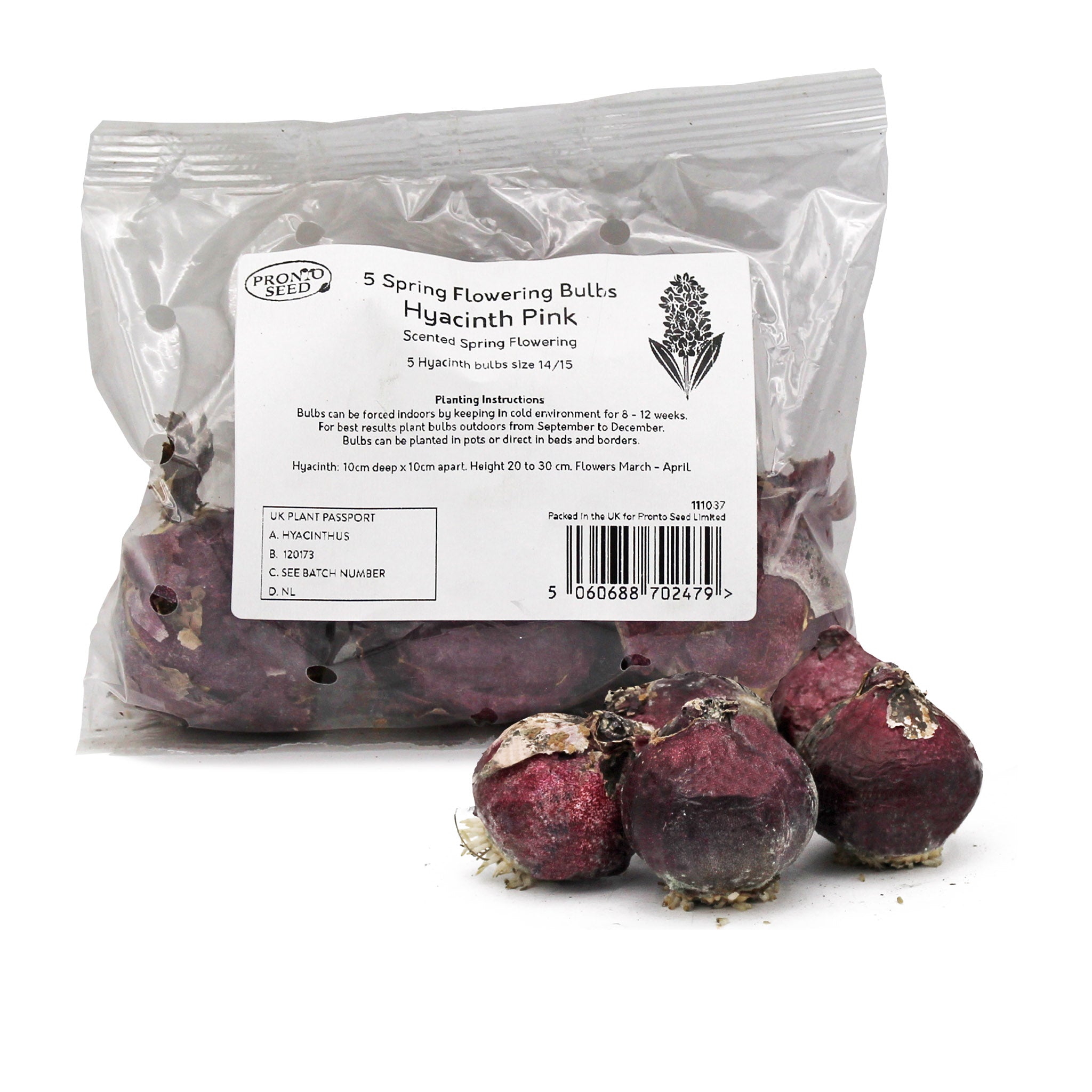 Hyacinth Pink Bulbs – 5 Scented Spring Flowering Bulbs