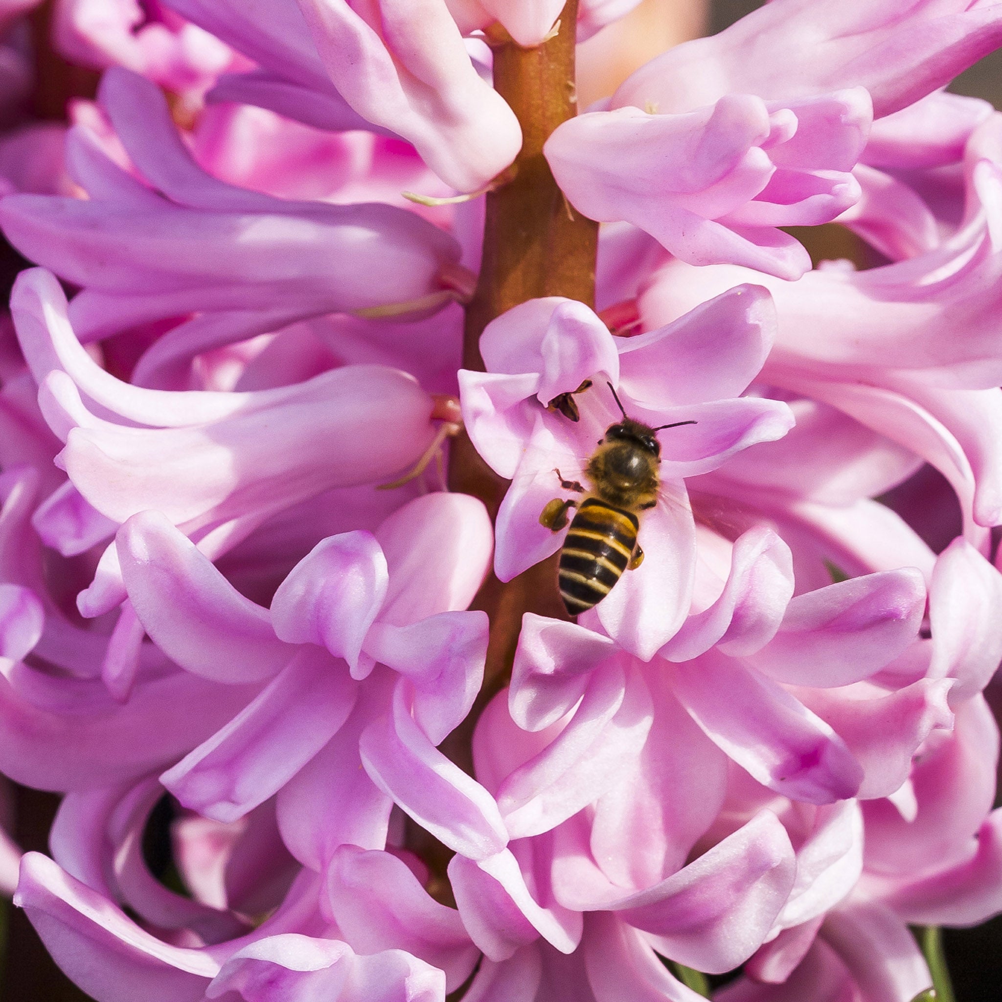 Hyacinth Pink Bulbs – 5 Scented Spring Flowering Bulbs
