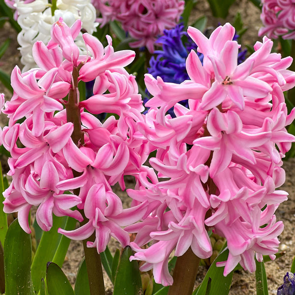 Hyacinth Pink Bulbs – 5 Scented Spring Flowering Bulbs