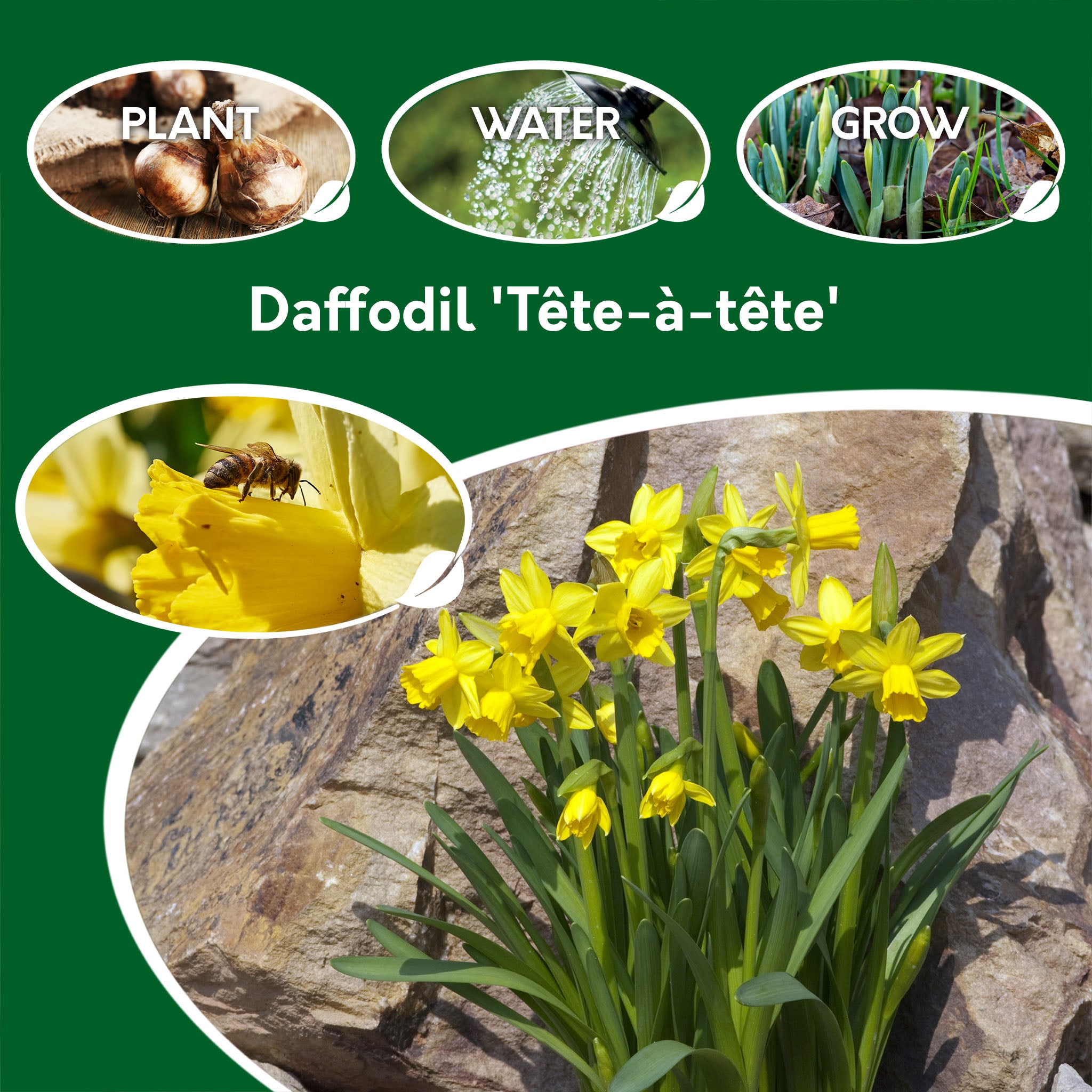 Daffodil Tête-à-Tête Bulbs – 30 Dwarf Spring Flowering Bulbs