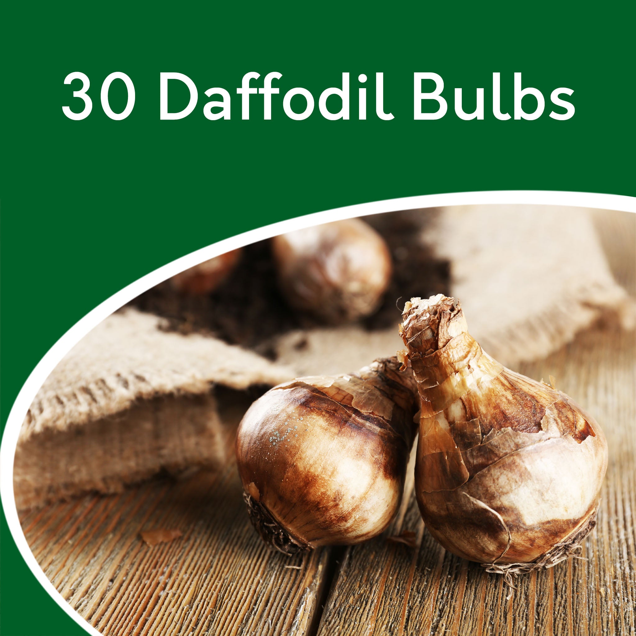 Daffodil Tête-à-Tête Bulbs – 30 Dwarf Spring Flowering Bulbs