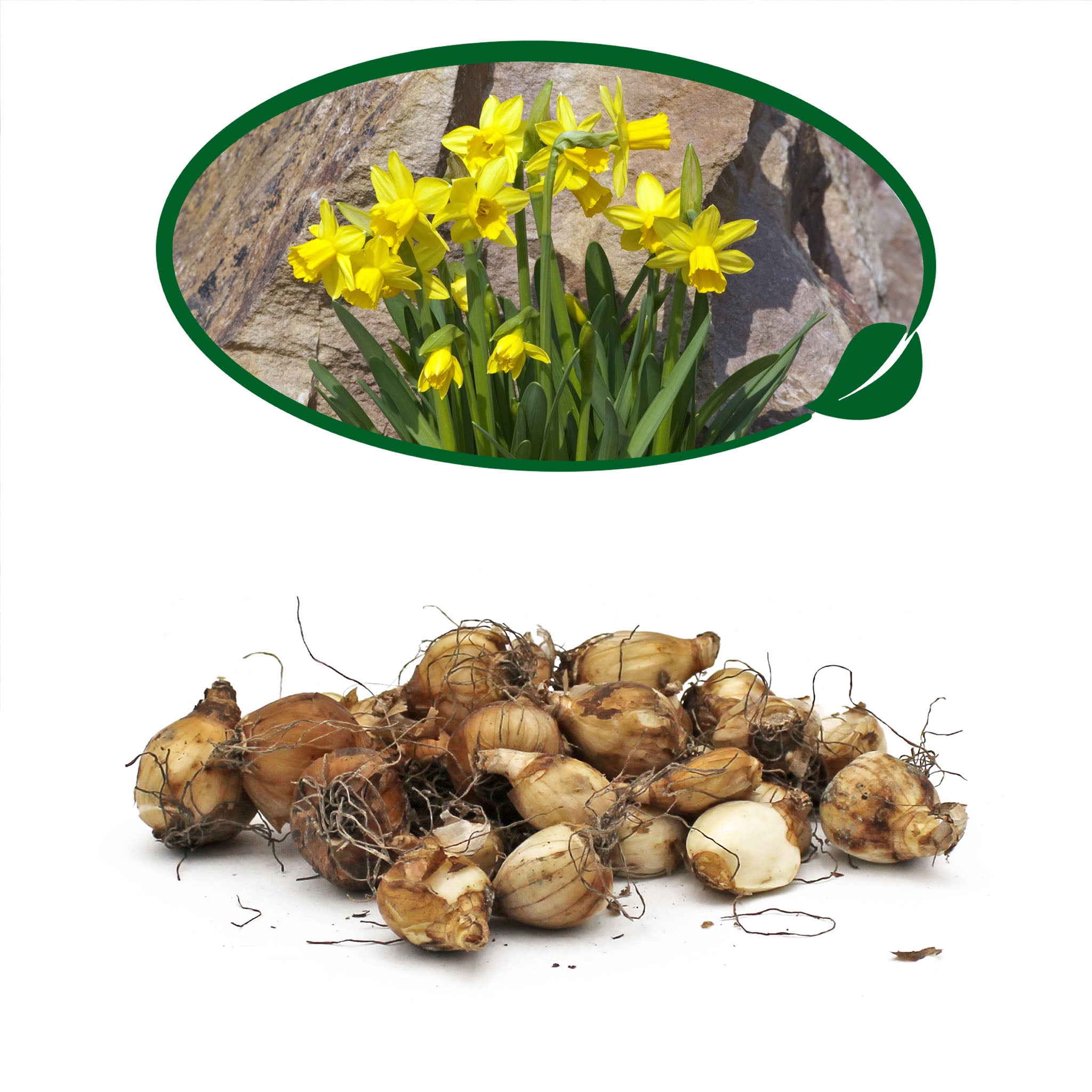 Daffodil Tête-à-Tête Bulbs – 30 Dwarf Spring Flowering Bulbs