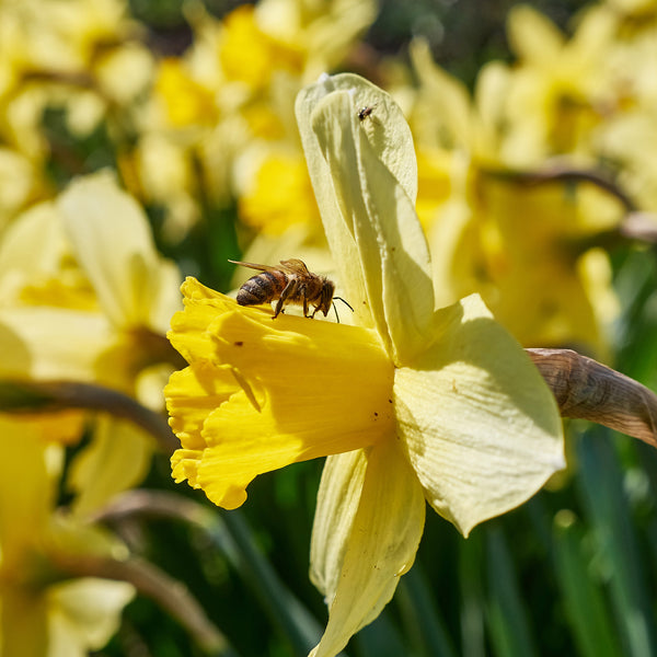 Daffodil Tête-à-Tête Bulbs – 30 Dwarf Spring Flowering Bulbs