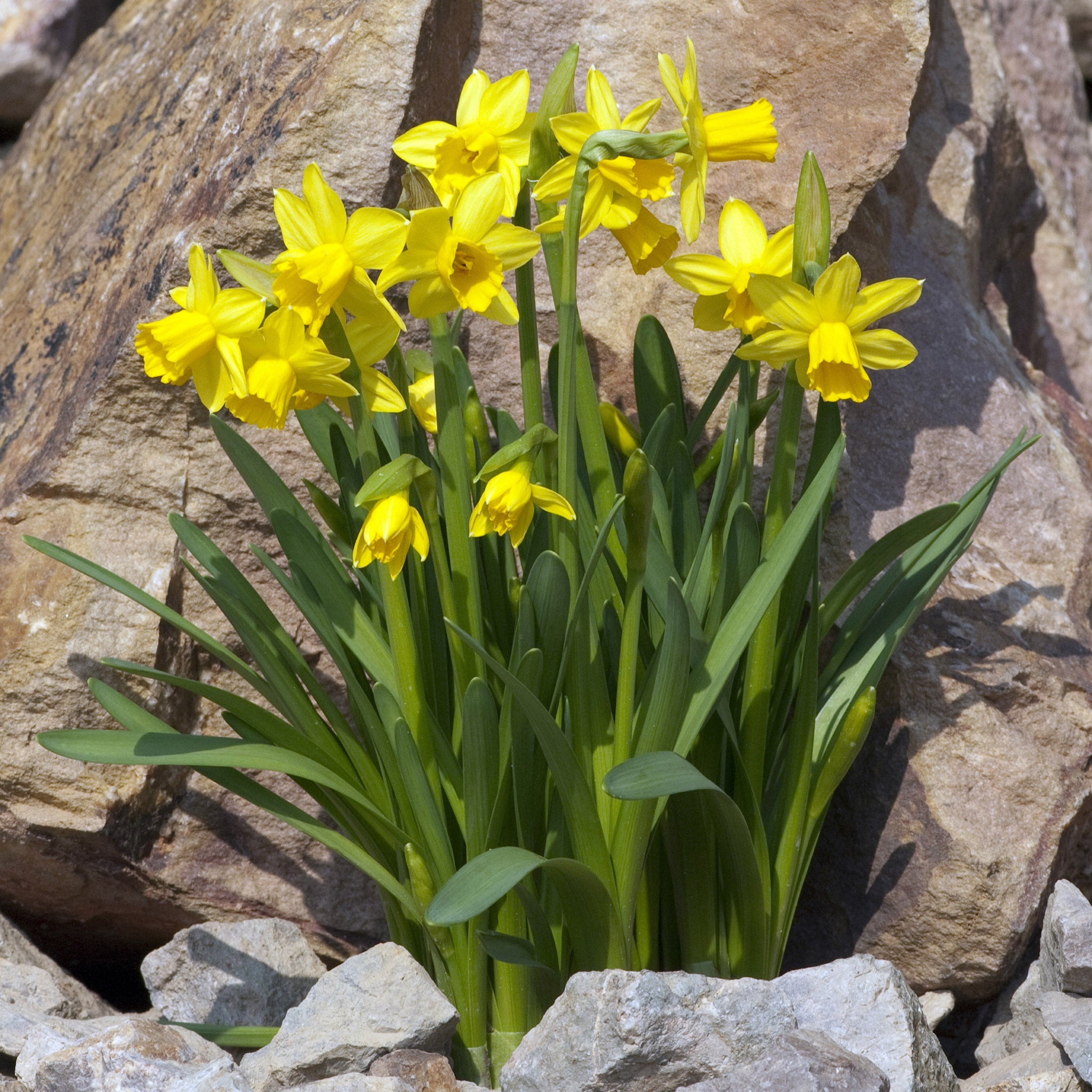 Daffodil Tête-à-Tête Bulbs – 30 Dwarf Spring Flowering Bulbs