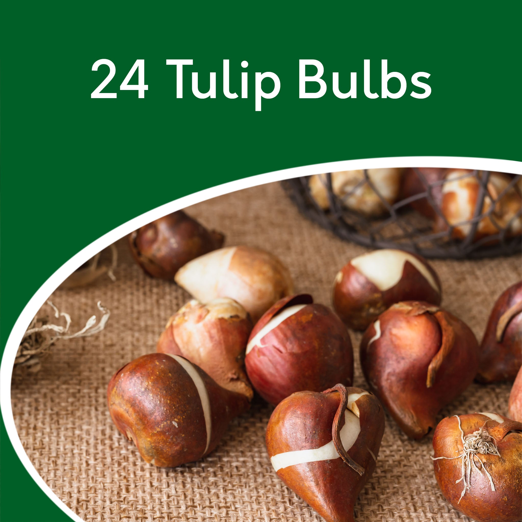 Tulip Tall Mix Bulbs – 24 Red & Pink Spring Flowering Tulips