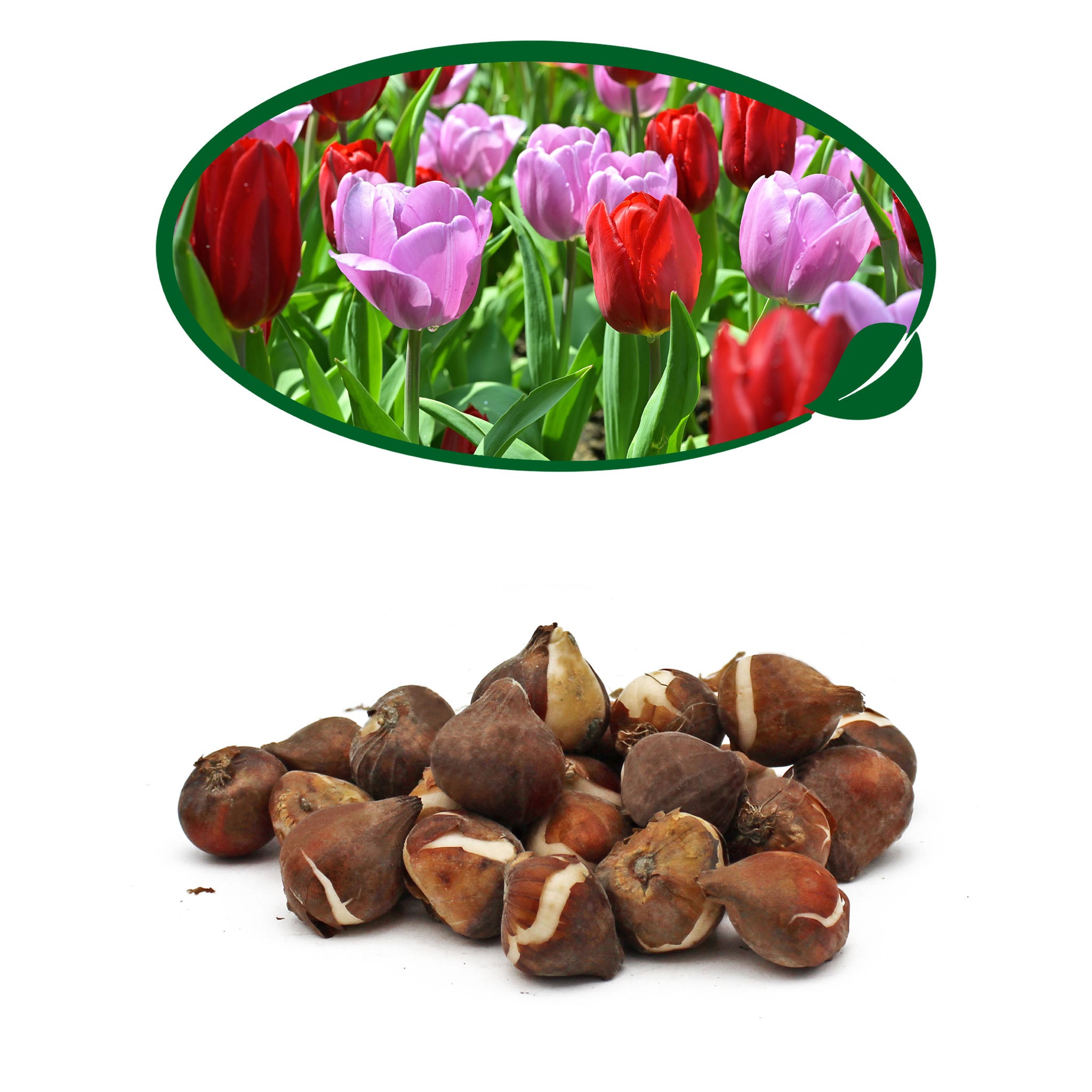 Tulip Tall Mix Bulbs – 24 Red & Pink Spring Flowering Tulips