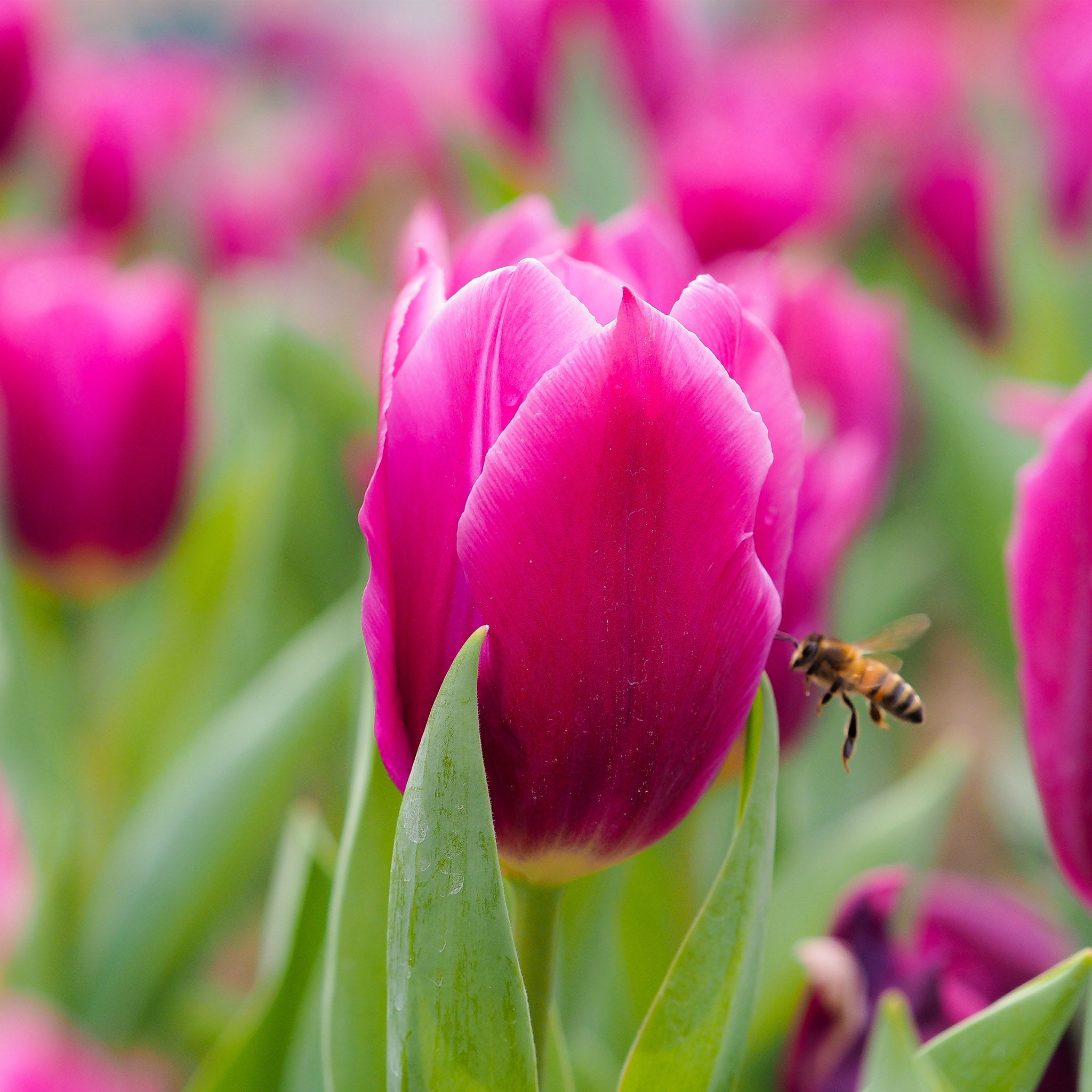 Tulip Tall Mix Bulbs – 24 Red & Pink Spring Flowering Tulips