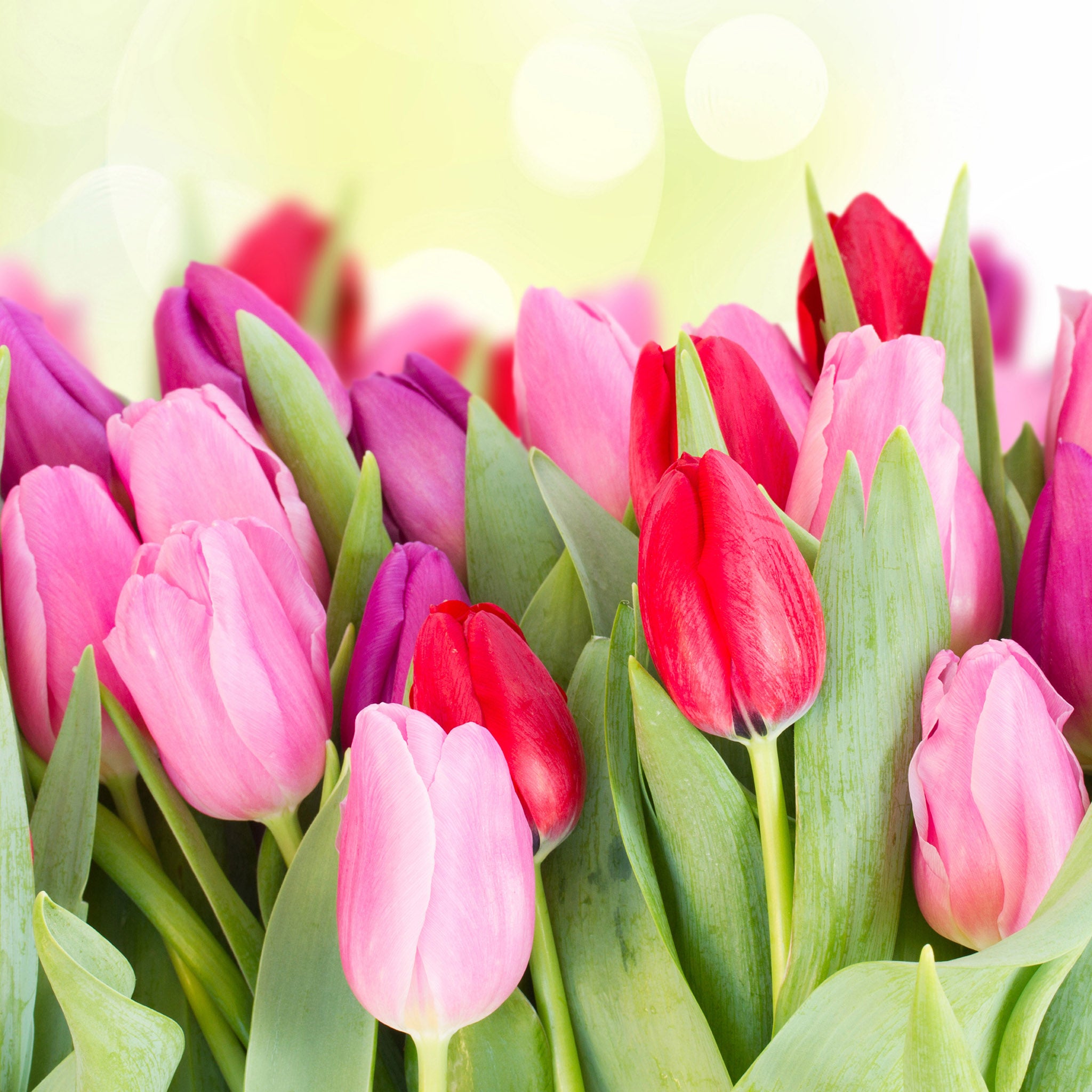 Tulip Tall Mix Bulbs – 24 Red & Pink Spring Flowering Tulips