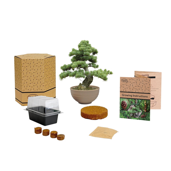 Bonsai Tree Kit – Grow Your Own Jerusalem Pine (Pinus halepensis)