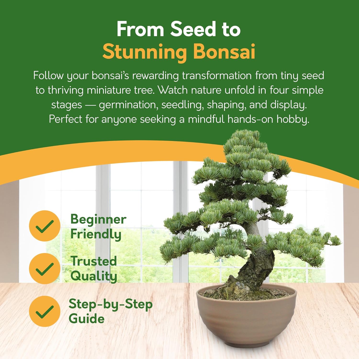 Bonsai Tree Kit – Grow Your Own Jerusalem Pine (Pinus halepensis)