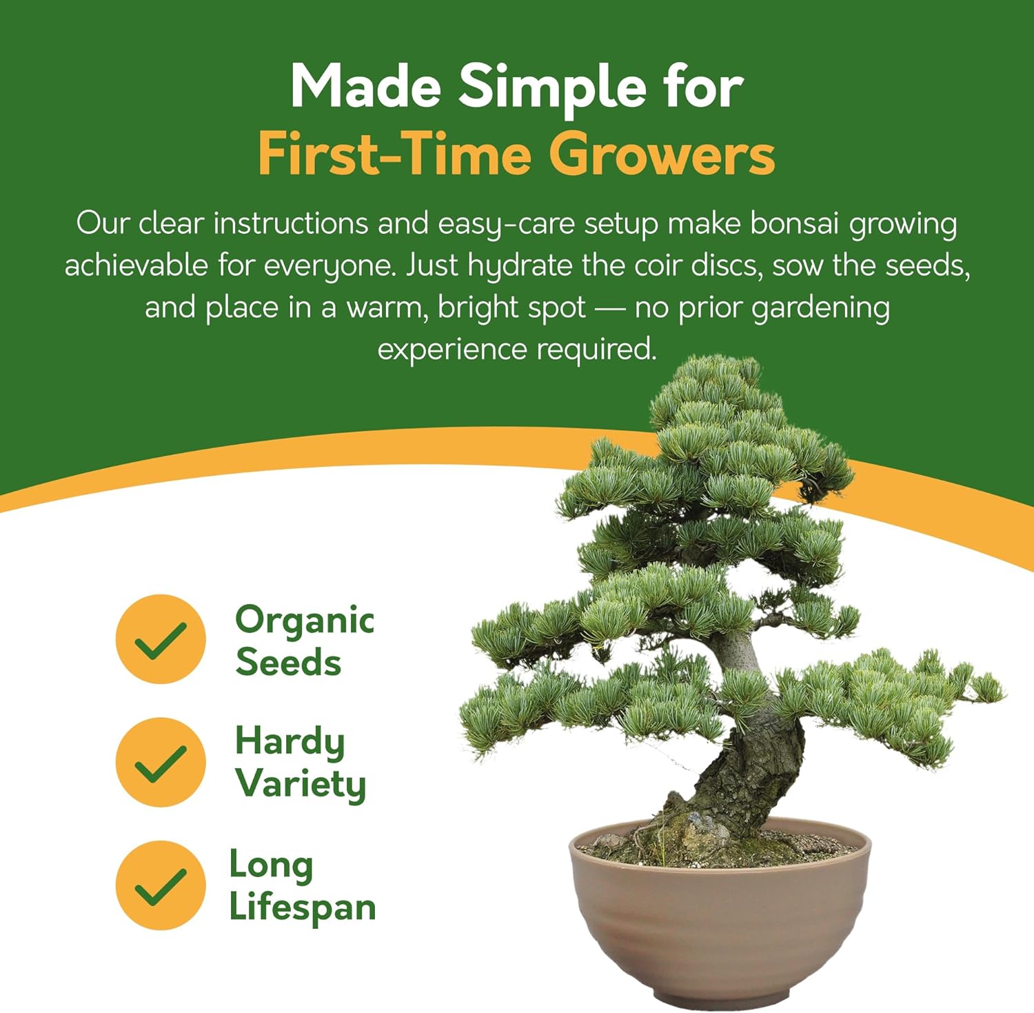 Bonsai Tree Kit – Grow Your Own Jerusalem Pine (Pinus halepensis)