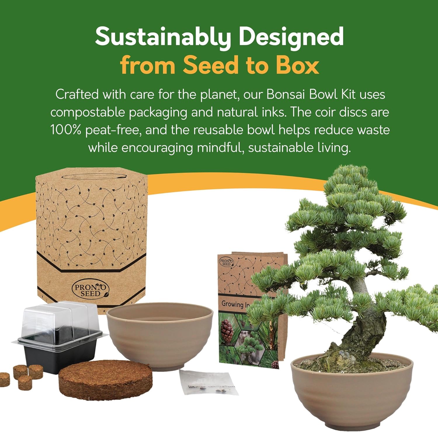 Bonsai Tree Kit – Grow Your Own Jerusalem Pine (Pinus halepensis)