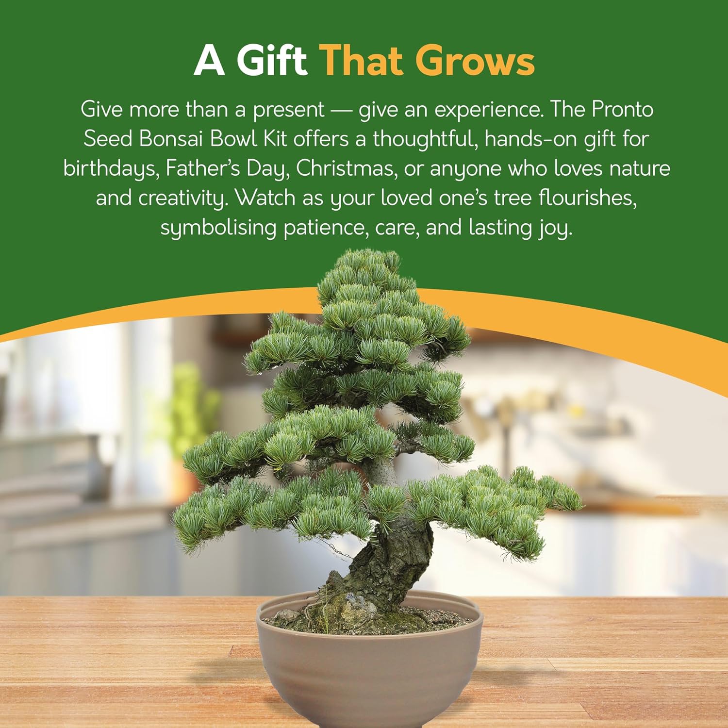 Bonsai Tree Kit – Grow Your Own Jerusalem Pine (Pinus halepensis)